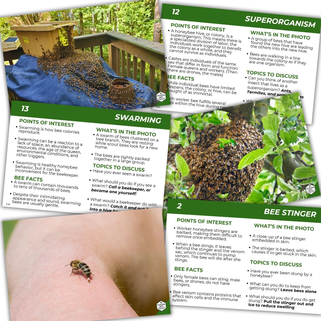 Educational Beekeeping Cards – 12x18 Oversized Beekeeping Flashcards for Teaching Bees and Beekeeping - Classroom and Workshop Learning Tool (Expansion Set - Heavy Card Stock)