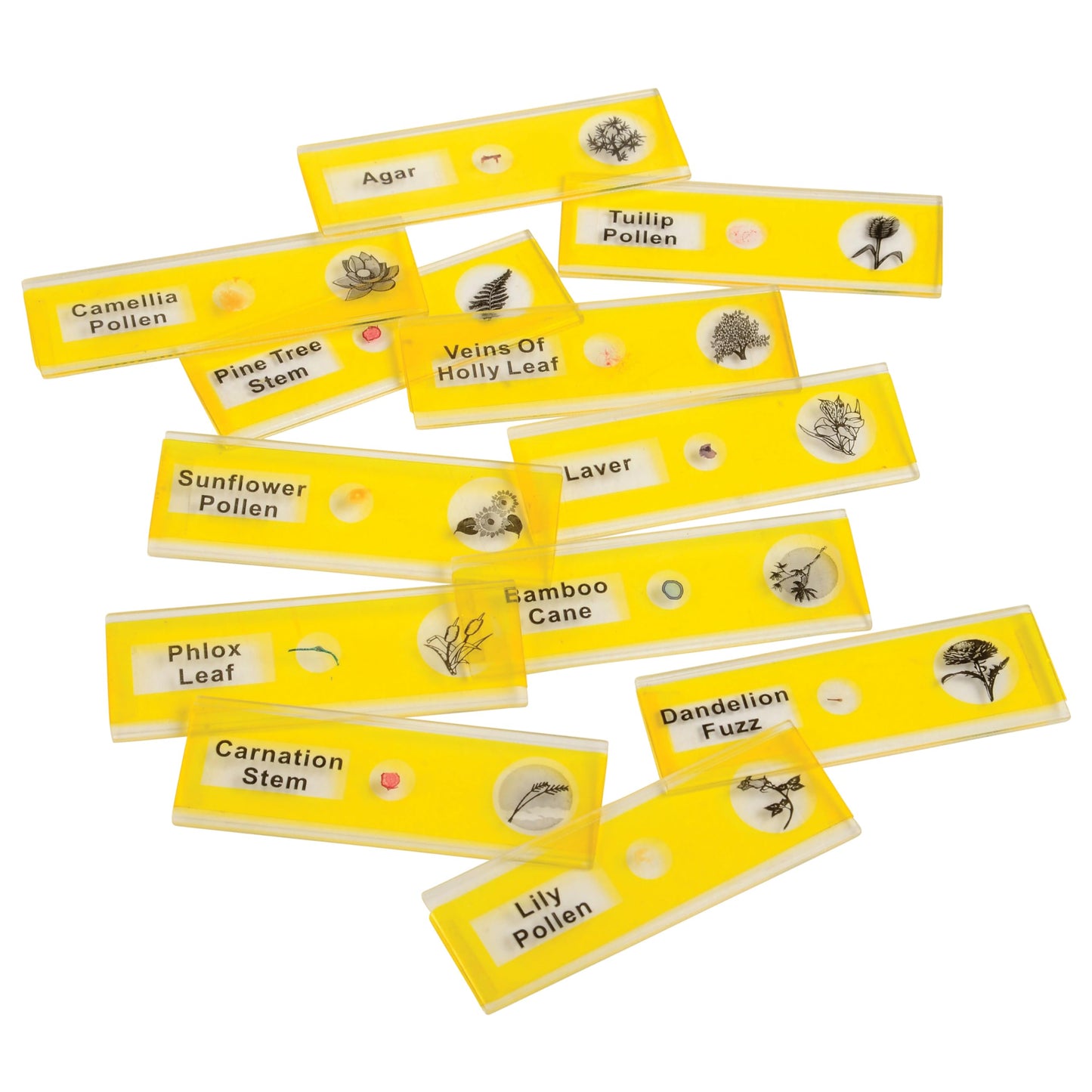 Prepared Microscope Slides for Kids – 24 Plastic Plant & Vegetable Specimens with Labels & Images – Safe, Durable Biology Science Kit for Students Ages 8+