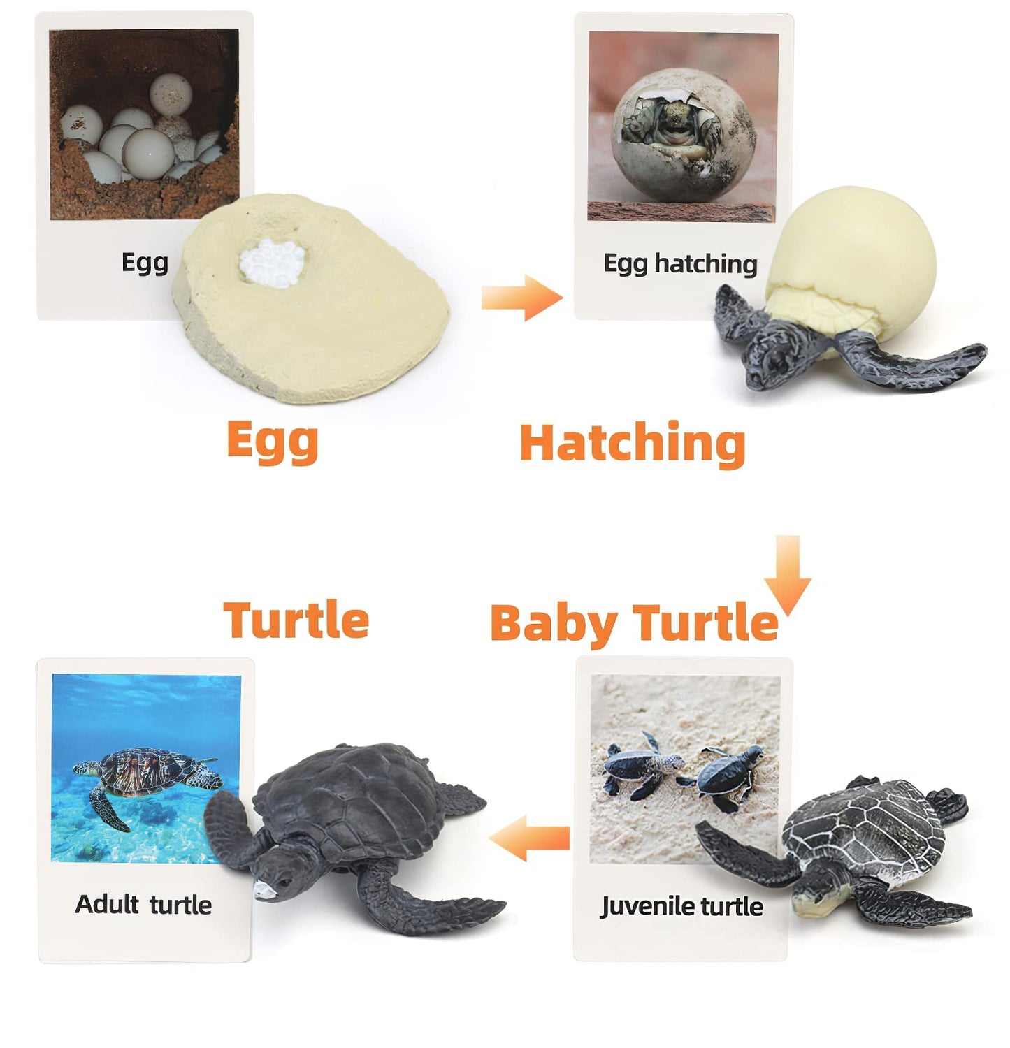 MIKNEKE Montessori Life Cycle Animal Figures with Flash Cards, Realistic Animal Figurines Toy, Educational Matching Game for 3+ Year Old Toddlers Kids (Turtle)