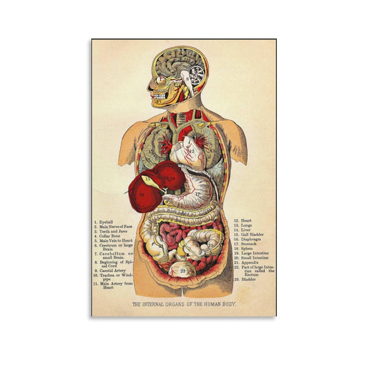 CYPGTBCK Vintage Anatomy Poster Human Body Anatomy Organ Systems Canvas Art Poster And Wall Art Picture Print Modern Family Bedroom Decor Posters 16x24inch(40x60cm)