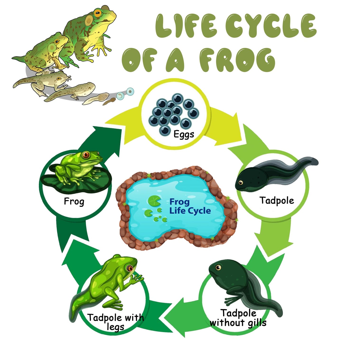 Mbrain5pcs Frog Growth Cycle with Flash Cards,Life Cycle Learning & Education Toys,Montessori Toys,Gift for Girl & Boy for 3 4 5 6 7 Year Old (Frog)