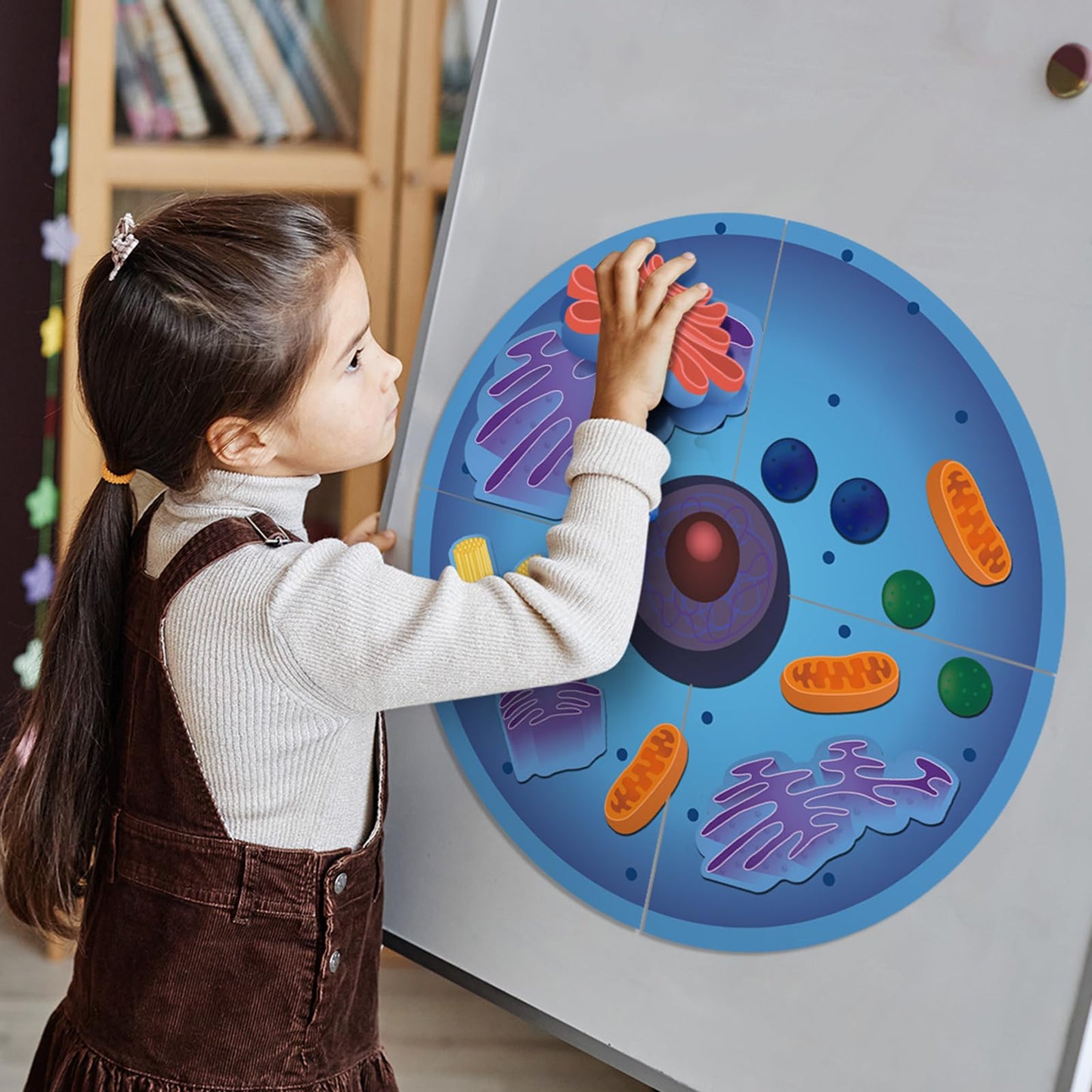 Leitee 18 Pcs Magnetic Animal Cell Model Kits Giant Teaching Resources Early Biology Cell Anatomy Model Life Science Teaching Aid for Whiteboard Learning Tools Educational Classroom Activities