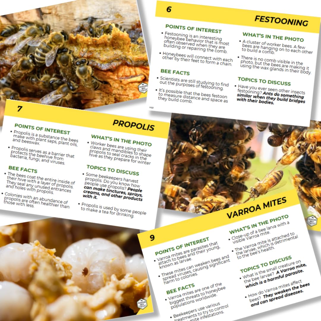 Educational Beekeeping Cards – 12x18 Oversized Beekeeping Flashcards for Teaching Bees and Beekeeping - Classroom and Workshop Learning Tool (Basic Set - Heavy Card Stock)