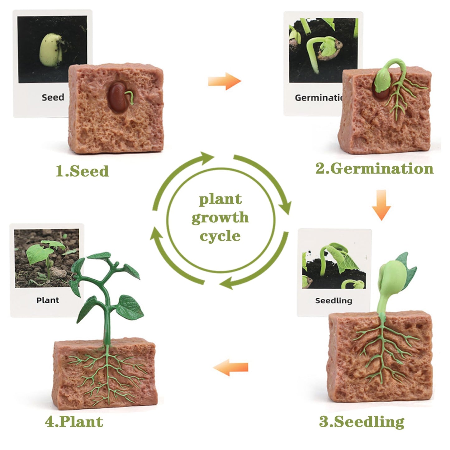 Mbrain 4 pcs Plant Growth Cycle with Flash Cards,Life Cycle Learning & Education Toys,Montessori Toys,Gift for Girl & Boy for 3 4 5 6 7 Year Old (Plant)