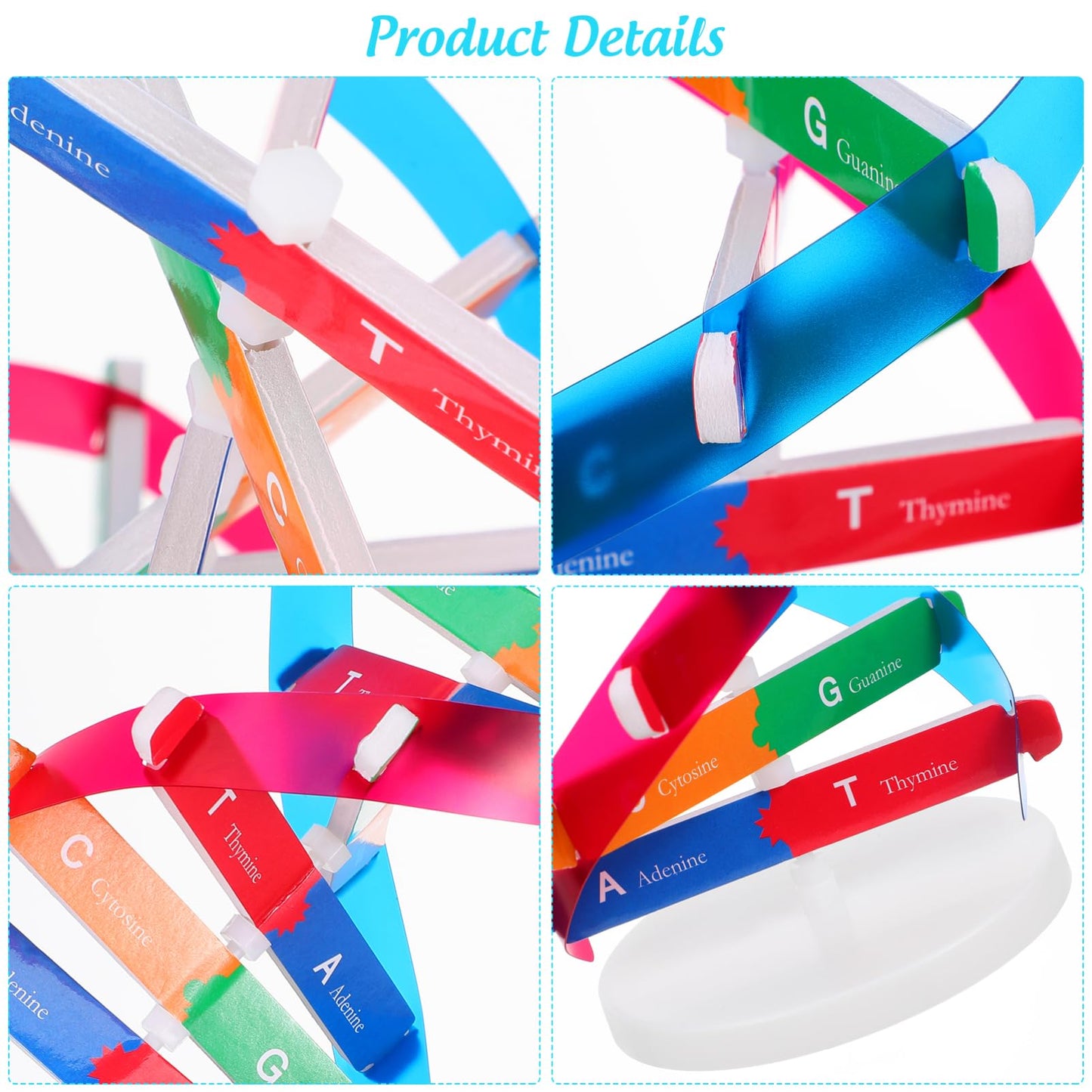 NUOBESTY Educational DNA Double Helix Model Kit for Kids Interactive Biology Science Toy for Hands-on Learning 14.56 Inch DNA Structure Teaching Aid for Classroom and Home