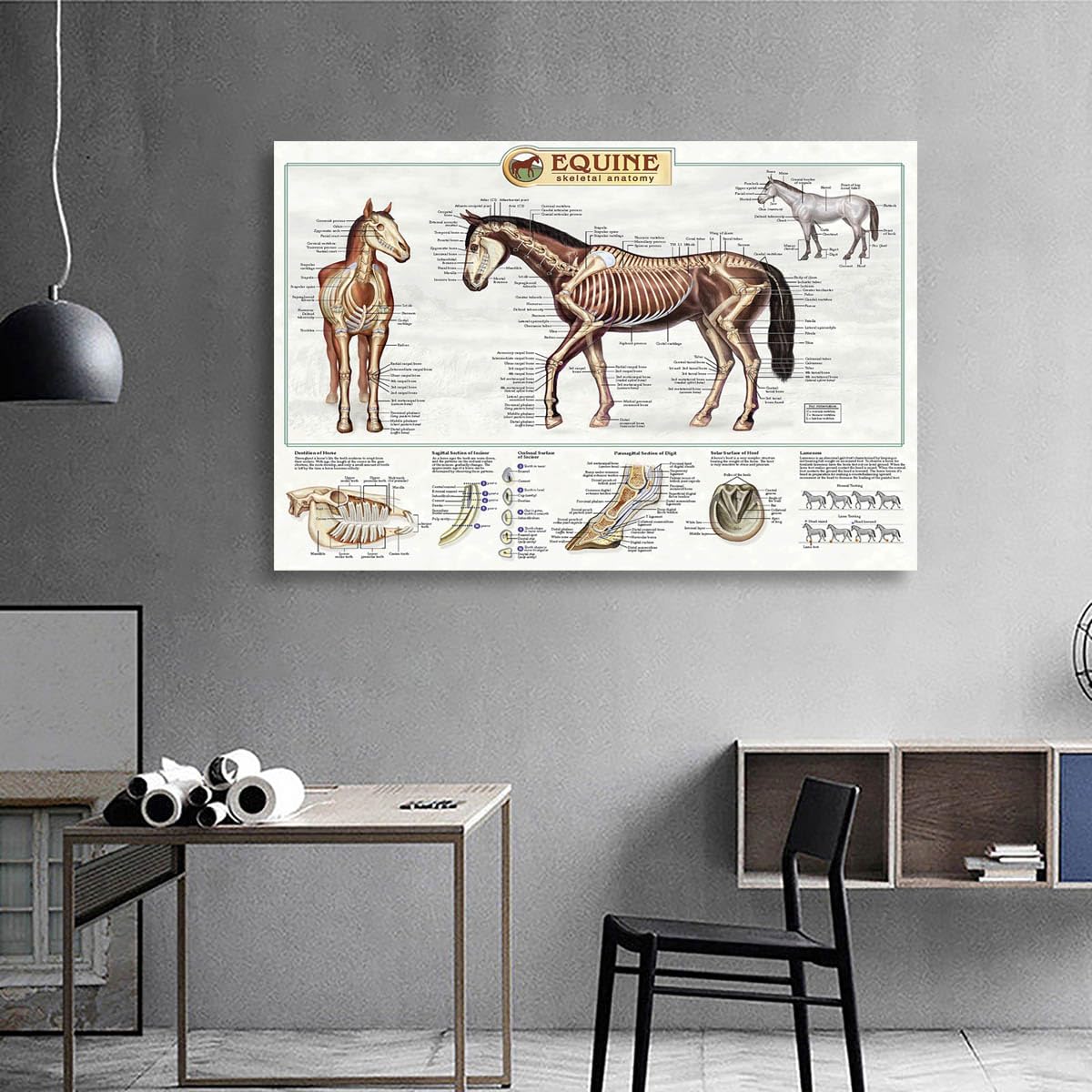 The anatomical structure of horse bones Posters Horse Knowledge Farm Club School Education Kitchen Home Wall Decoration Gift 16x24in Unframed