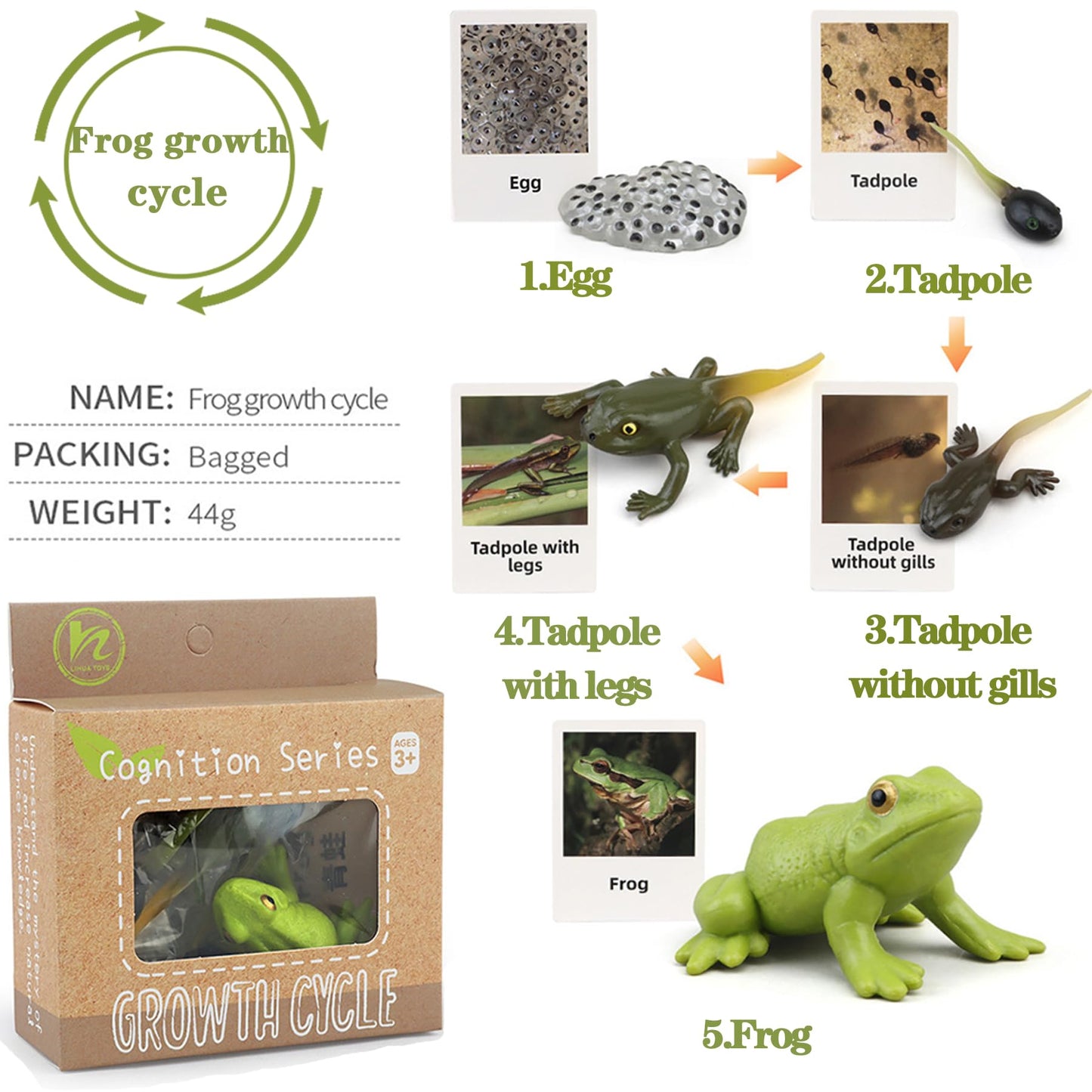 Mbrain5pcs Frog Growth Cycle with Flash Cards,Life Cycle Learning & Education Toys,Montessori Toys,Gift for Girl & Boy for 3 4 5 6 7 Year Old (Frog)