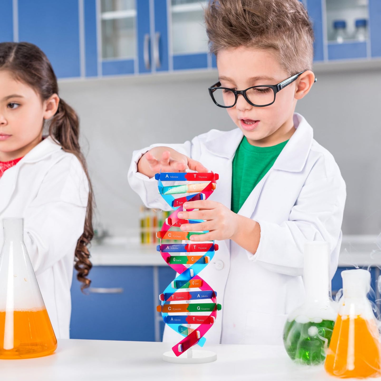 NUOBESTY Educational DNA Double Helix Model Kit for Kids Interactive Biology Science Toy for Hands-on Learning 14.56 Inch DNA Structure Teaching Aid for Classroom and Home