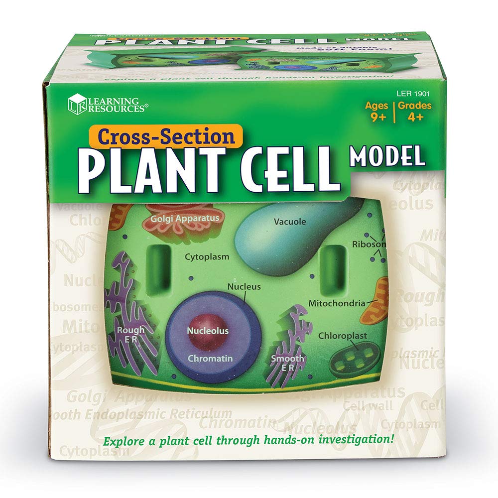 Learning Resources Cross-Section Plant Cell Model, Plant Anatomy, Science Classroom Accessories, 2 Foam Pieces