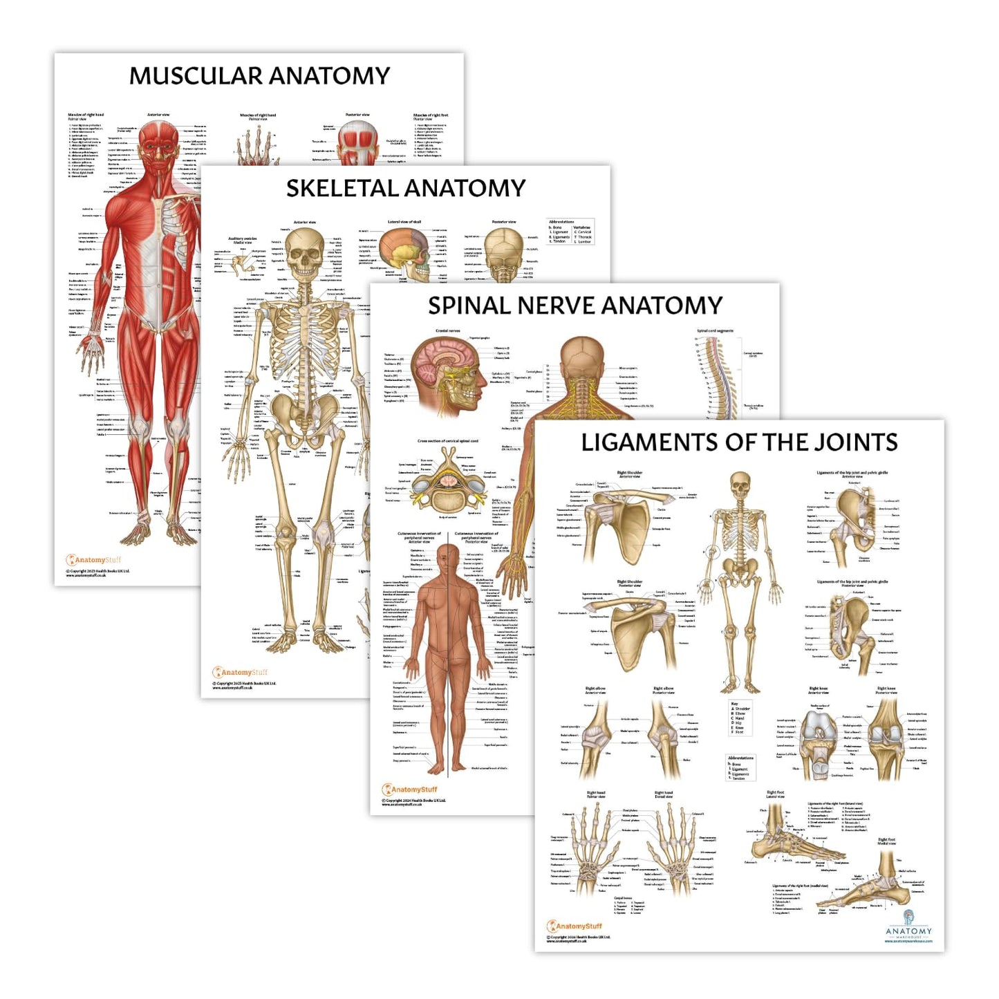 Anatomy Lab Muscular, Skeletal, Ligaments of the Joints, and Spinal Nerves Human Anatomy Poster Set - 4 PACK LAMINATED 17.3 x 22.5 Inches, Body System Bundle, Anatomy and Physiology