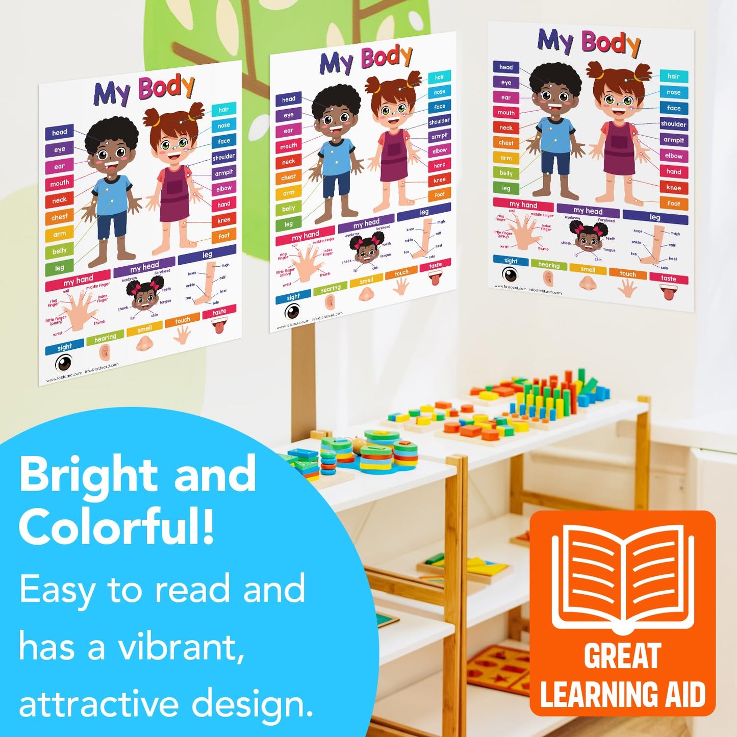 Educational Charts for Preschool to Grade 1 – Bright and Colorful Educational Visual / Learning Aid Wall Art Poster for Classroom or Home | Glossy Durable Cardstock | 8.5" x 11" | 5 per Pack (My Body)