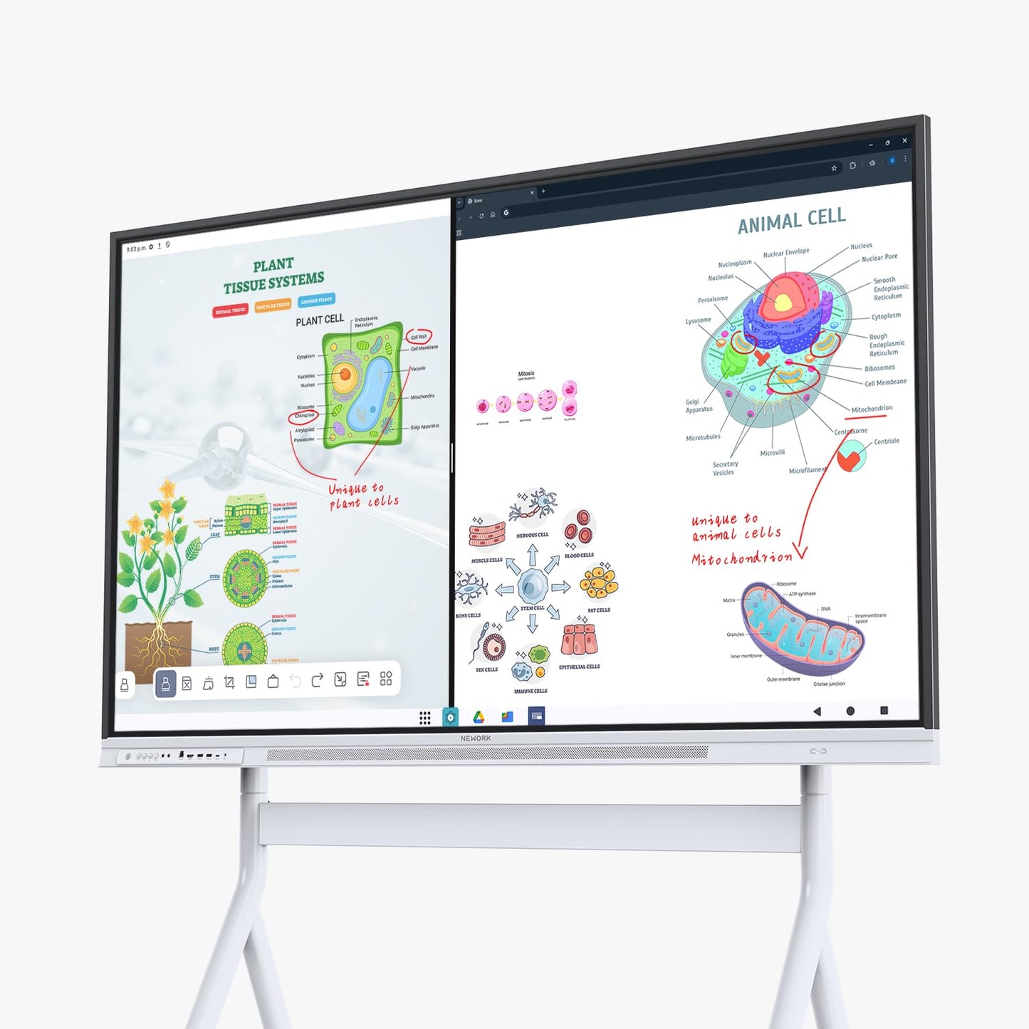 NEWORK Smart Board, 75" Interactive Whiteboard with Google EDLA, Built-in Digital Whiteboard, Wireless Casting, Split-Screen & Unlimited Canvas for Business and Education (Wall Mount Included)