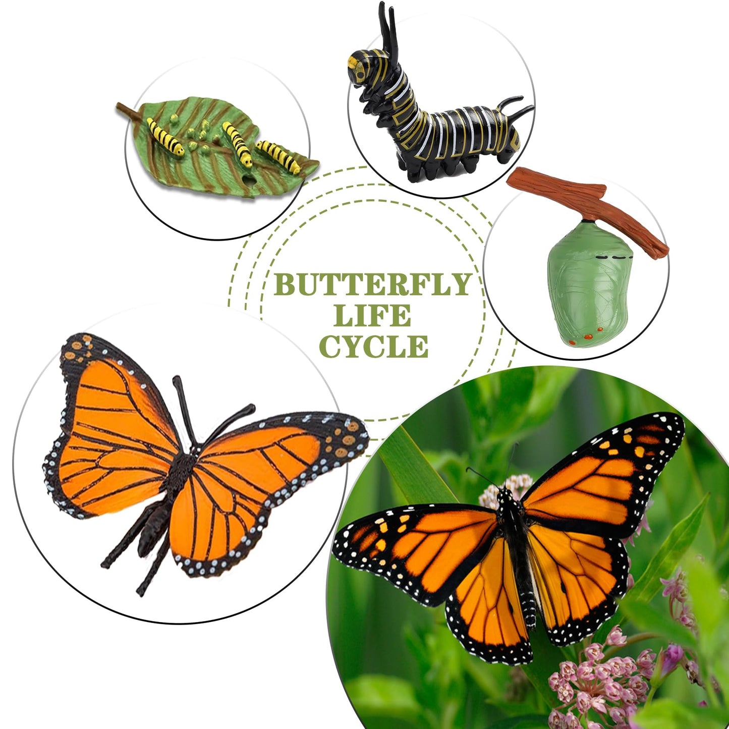 Mbrain 4pcs Butterfly Growth Cycle with Flash Cards,Life Cycle Learning & Education Toys,Montessori Toys,Gift for Girl & Boy for 3 4 5 6 7 Year Old (Butterfly)
