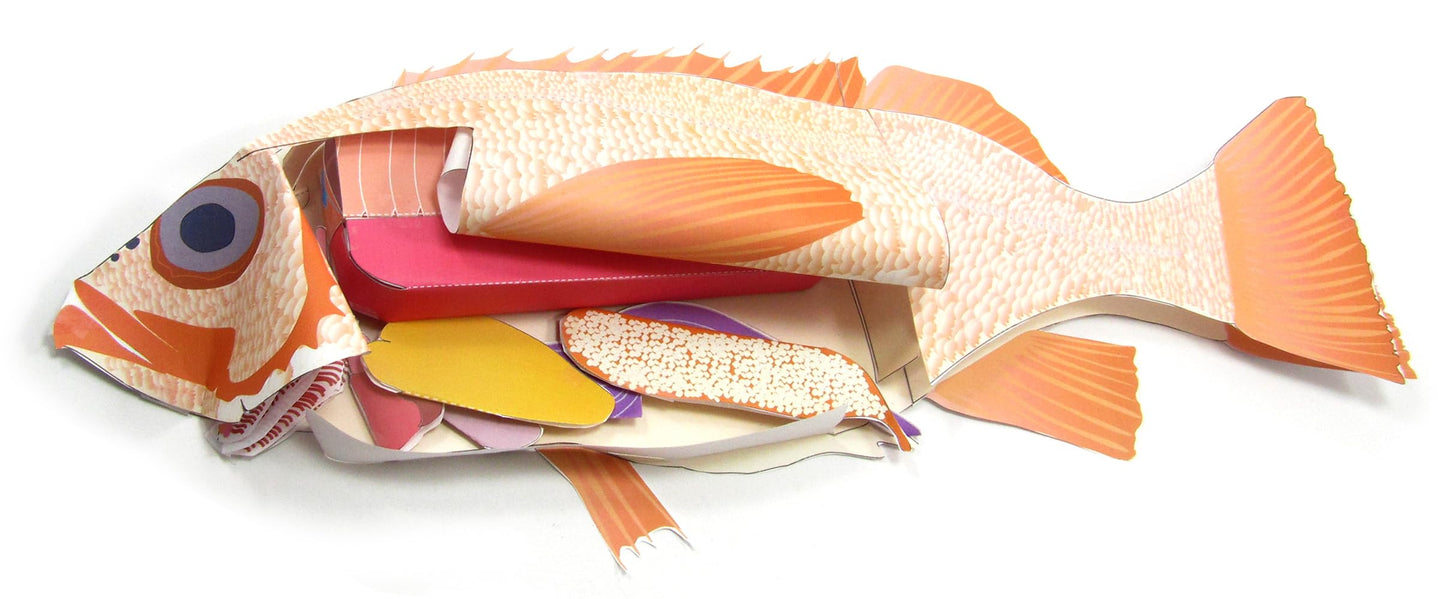 NewPath Atlantic Perch Fish Dissection 3-D Paper Model Making Kit - Individual Student Edition (17-7747)