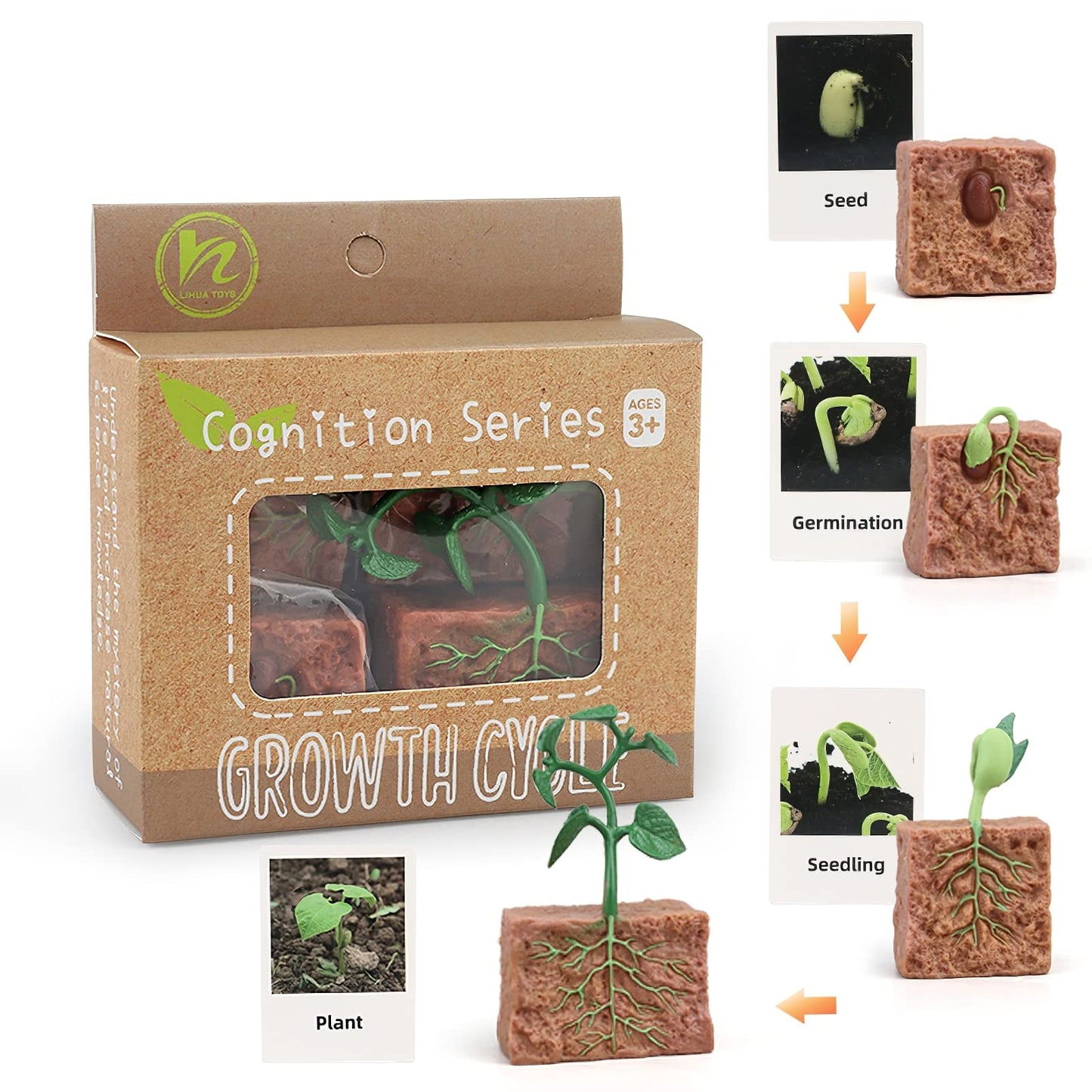 MIKNEKE Montessori Life Cycle Animal Figures with Flash Cards, Realistic Animal Figurines Toy, Educational Matching Game for 3+ Year Old Toddlers Kids (Plant)