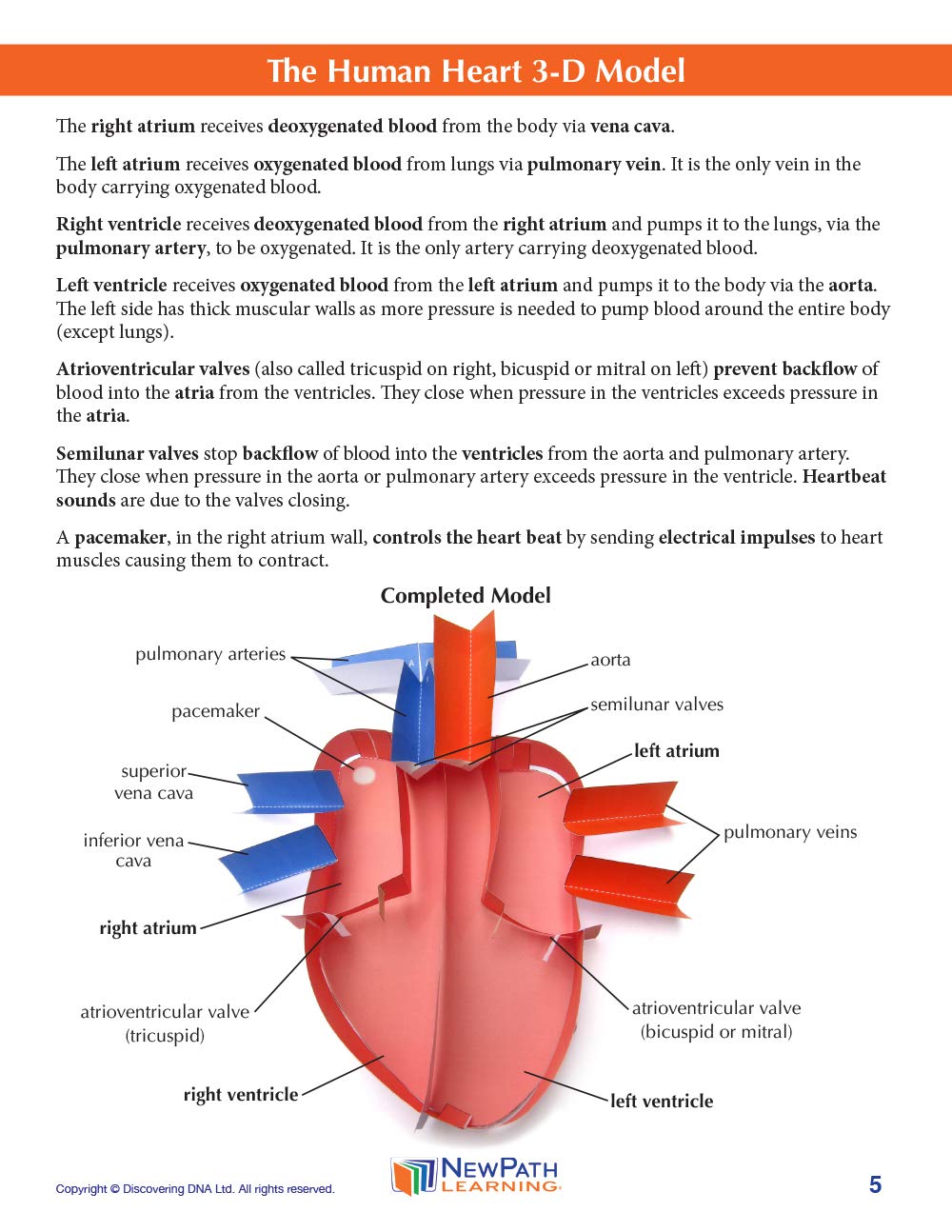 NewPath Learning Human Heart 3-D Paper Model Making Kit, Set/5 Full-Color, Paper Model Templates & Teacher Guide (24-7775)