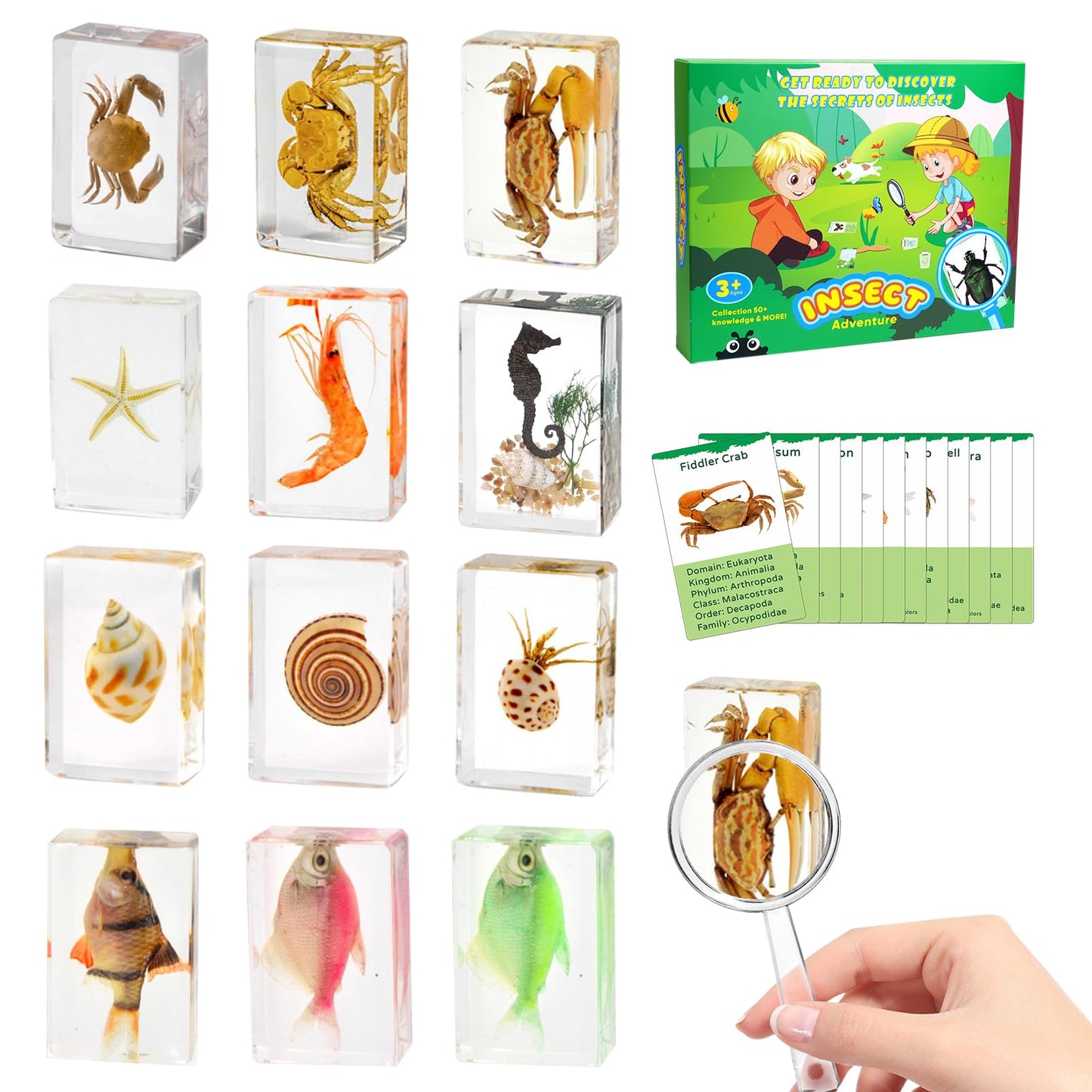 12Pcs Marine Specimen Set in Resin - Real Taxidermy Sea Creatures Collection with Magnifier for Marine Biology Decor, Science Education & Ocean Lovers Gift