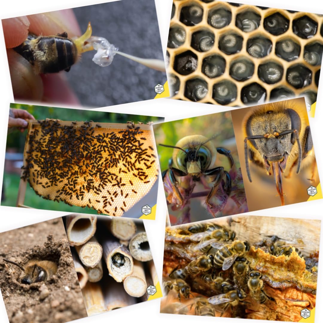 Educational Beekeeping Cards – 12x18 Oversized Beekeeping Flashcards for Teaching Bees and Beekeeping - Classroom and Workshop Learning Tool (Expansion Set - Heavy Card Stock)