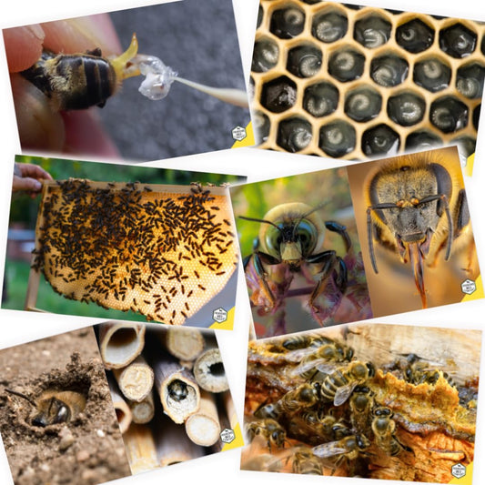 Educational Beekeeping Cards – 12x18 Oversized Beekeeping Flashcards for Teaching Bees and Beekeeping - Classroom and Workshop Learning Tool (Expansion Set - Heavy Card Stock)