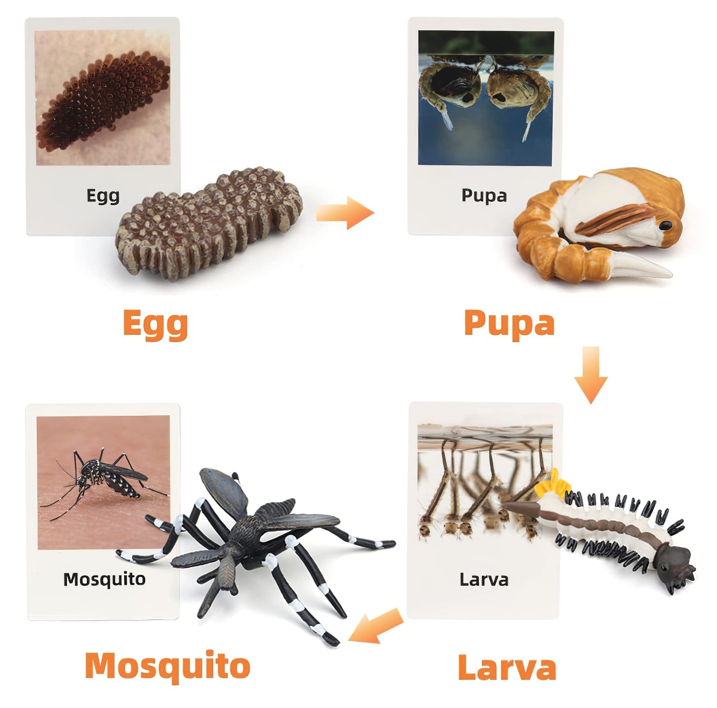 MIKNEKE Montessori Life Cycle Animal Figures with Flash Cards, Realistic Animal Figurines Toy, Educational Matching Game for 3+ Year Old Toddlers Kids (Mosquito)