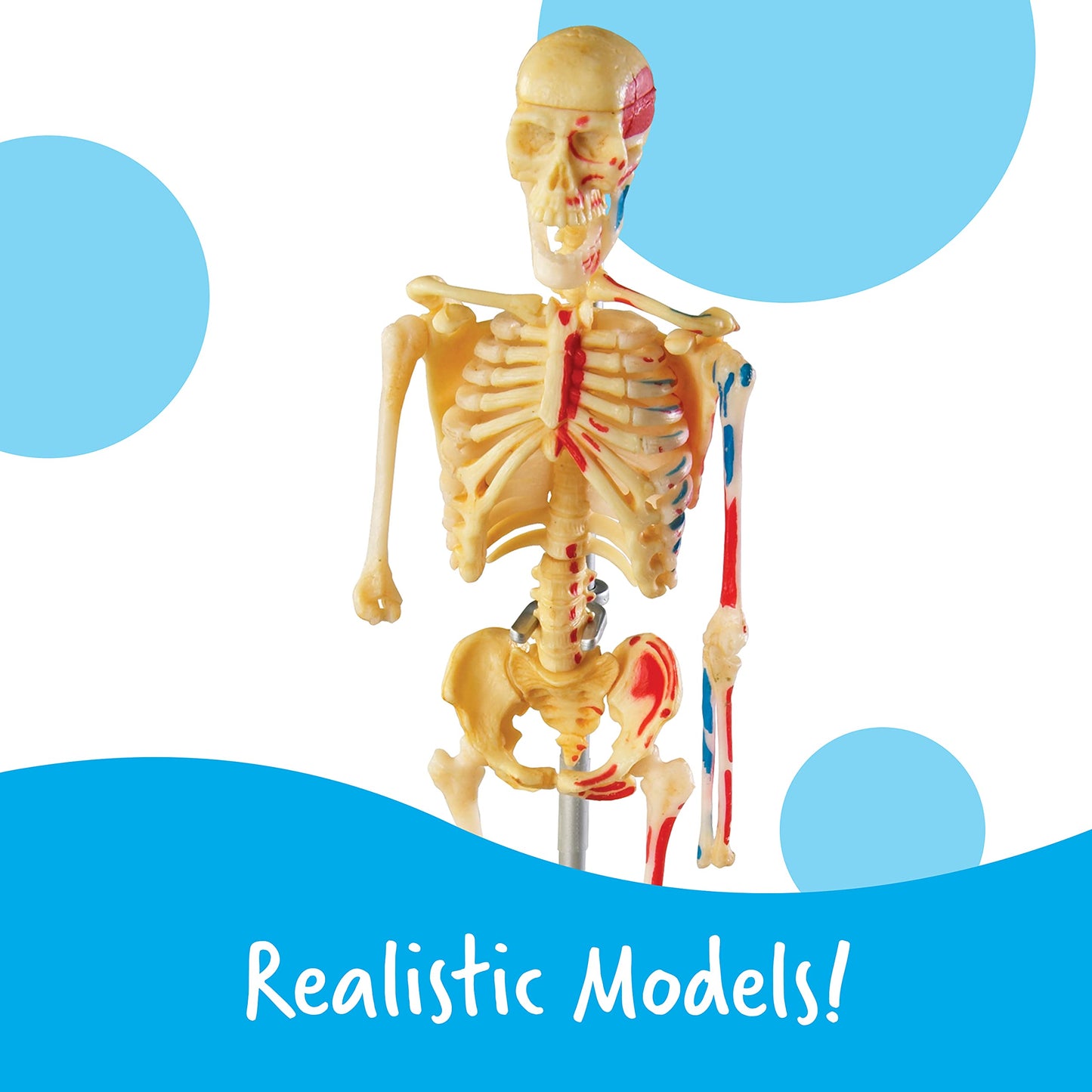 Learning Resources Anatomy Models Bundle Set - Skeleton and Physiology, Human Body Model , Science Classroom Must Haves, Biology Teacher Supplies, Interactive Homeschool Projects, Montessori