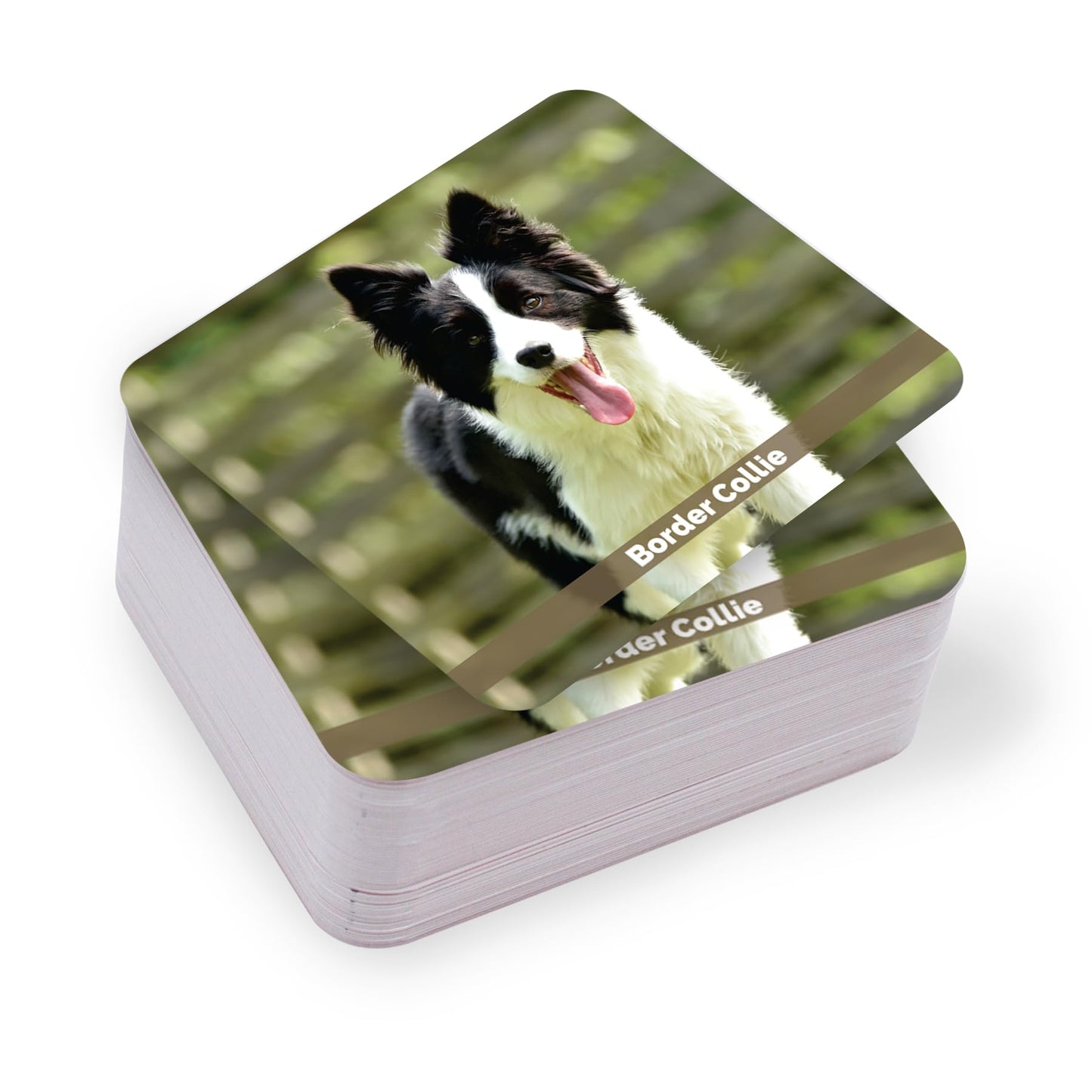 Menique – Dogs Memory Matching Game – Bilingual – 80 Cards (40 Pairs) with Real Photographs – Educational Game for Kids and Adults
