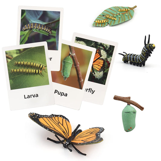 MIKNEKE Montessori Life Cycle Animal Figures with Flash Cards, Plastic Insects Monarch Butterfly Kit Caterpillar Toy for Kids, Realistic Animal Figurines (Butterfly)