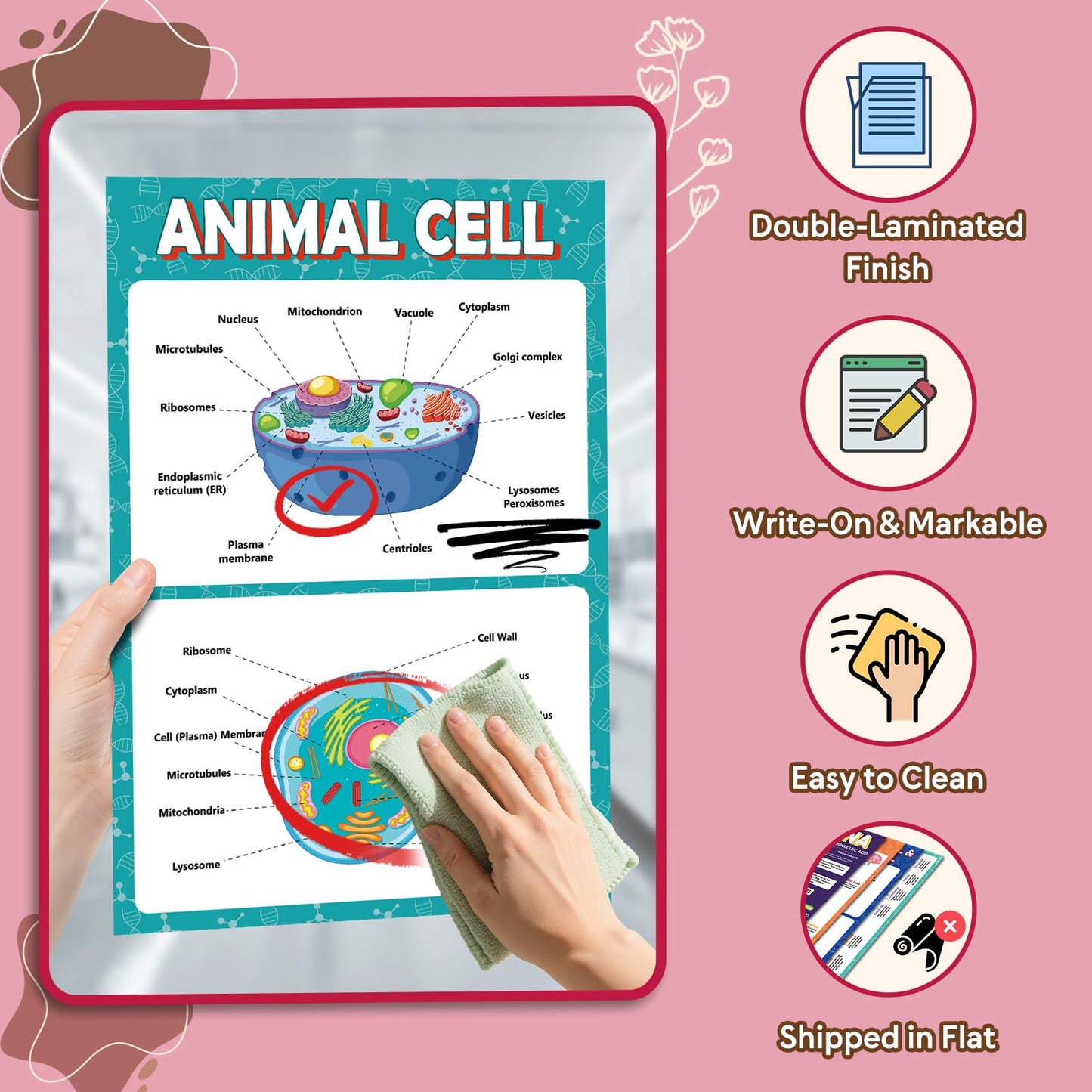 KIDS KING 18 Biology Posters for Classroom, 11x17 Inch Laminated Educational Life Science Posters for Middle & High School Decor - School Hallway, Bulletin Boards, Home Study Room