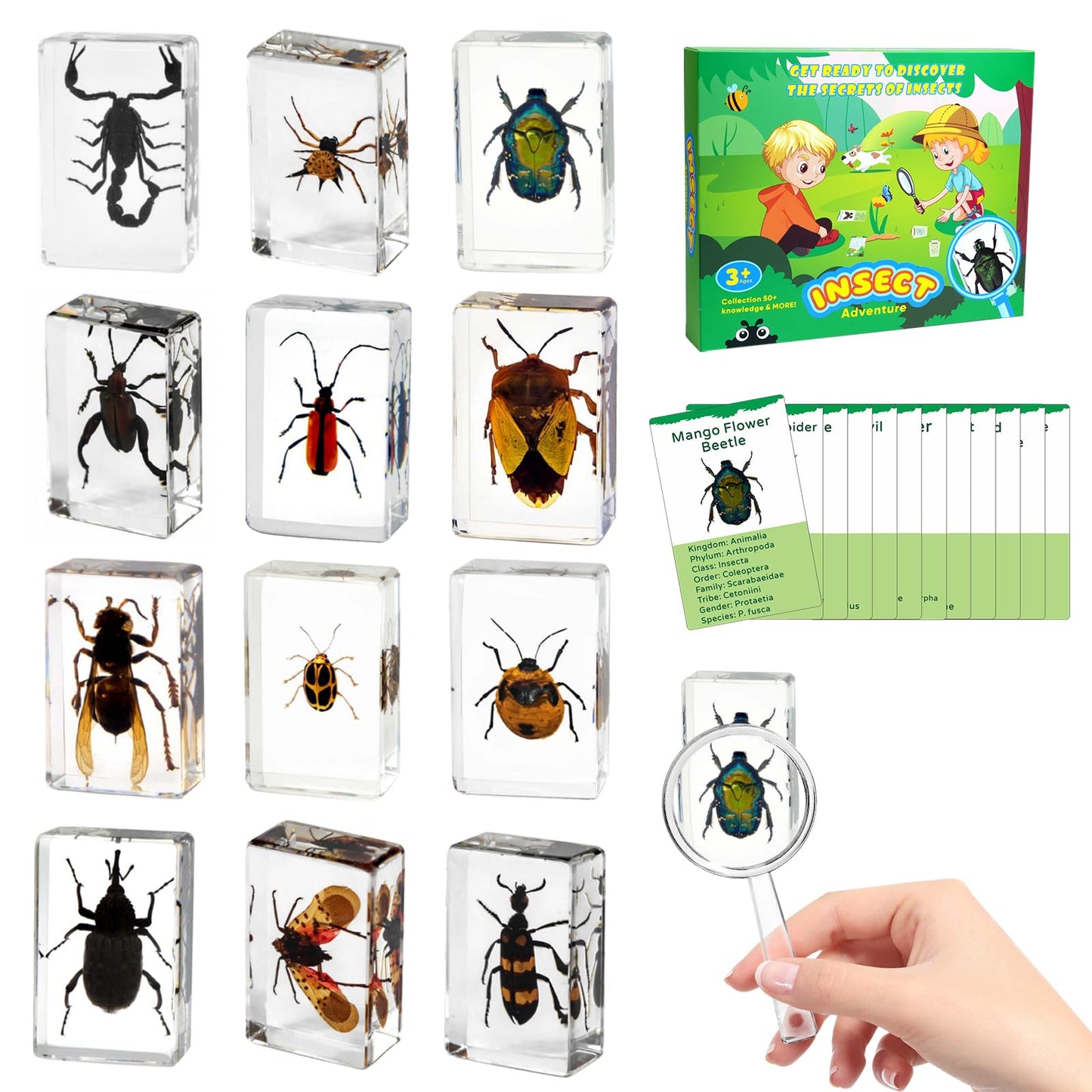 12Pcs Insect Specimens Set, Real Insect Taxidermy in Resin Specimens with Magnifier & Info Cards, Unique Science Classroom Science Education Animal Specimens, Bug Preserved, Oddities, Biology
