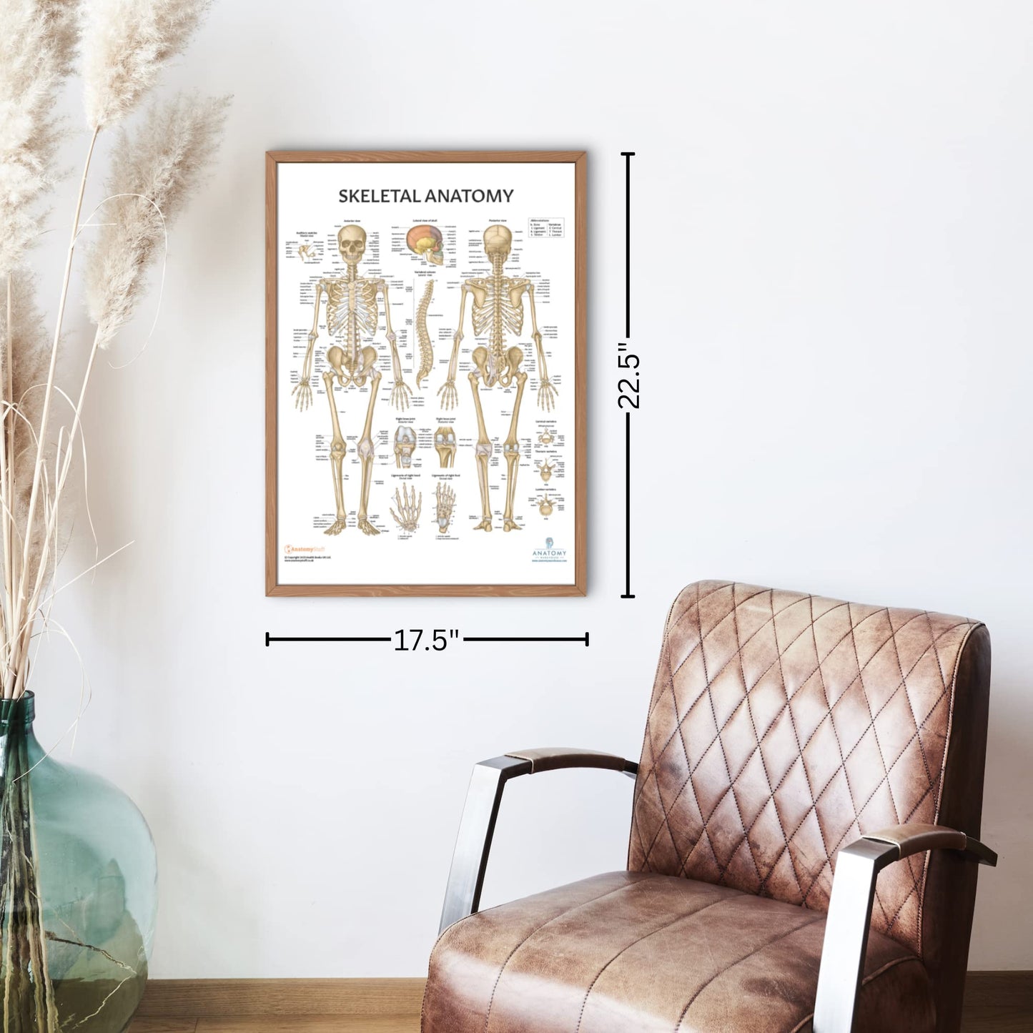 Anatomy Lab Muscular, Skeletal, Ligaments of the Joints, and Spinal Nerves Human Anatomy Poster Set - 4 PACK LAMINATED 17.3 x 22.5 Inches, Body System Bundle, Anatomy and Physiology