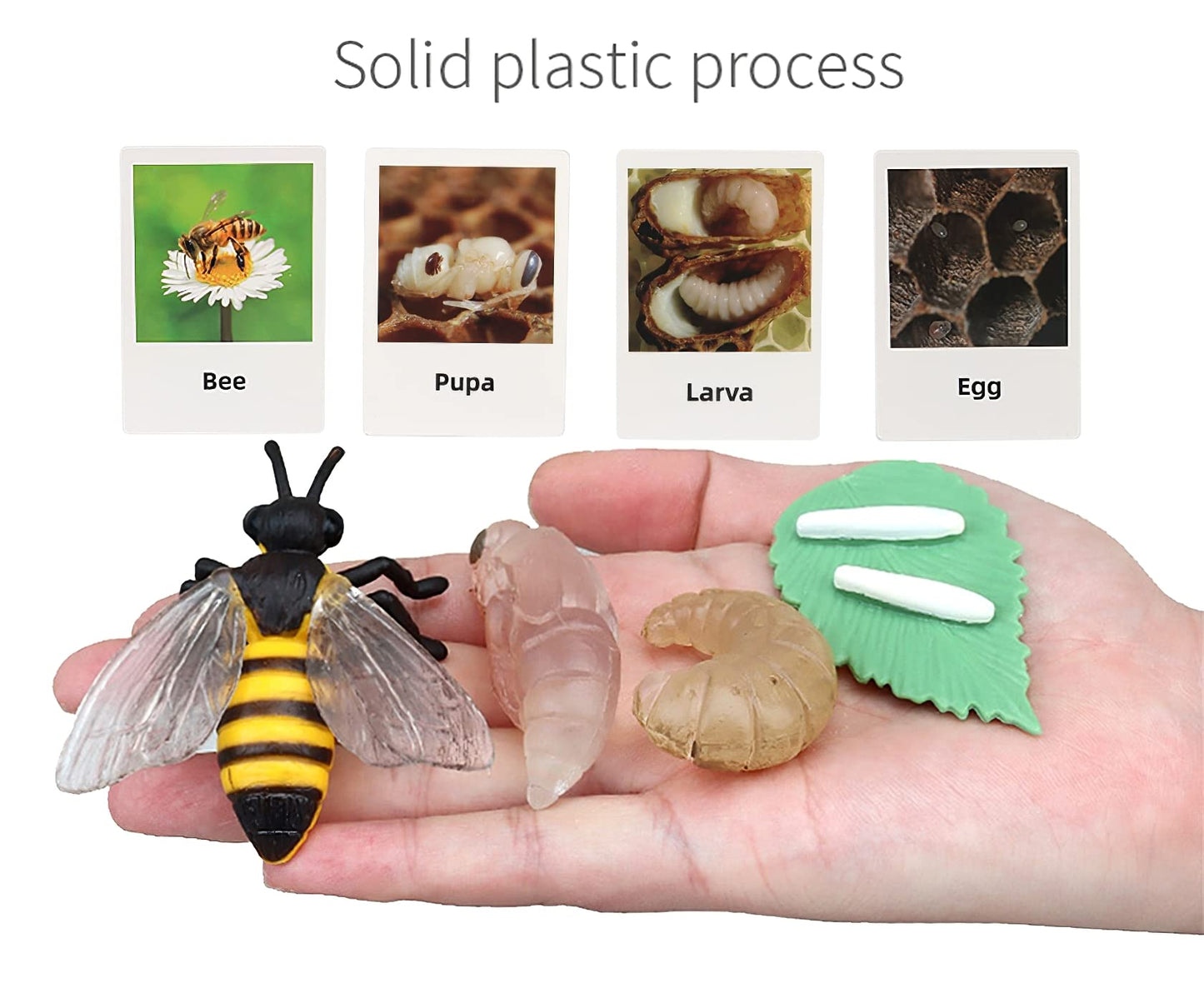 MIKNEKE Montessori Bee Life Cycle with Flash Cards, Realistic Animal Figurines Toy, Animal Educational Matching Game for 3+ Year Old Toddlers Kids (Bee)