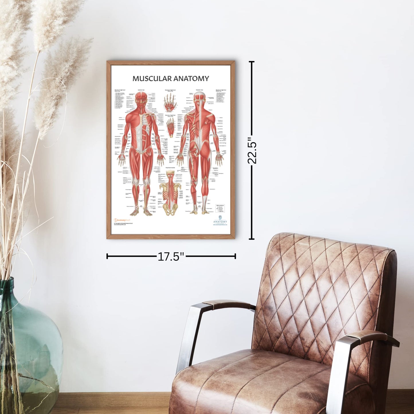Anatomy Lab Muscular, Skeletal, Ligaments of the Joints, and Spinal Nerves Human Anatomy Poster Set - 4 PACK LAMINATED 17.3 x 22.5 Inches, Body System Bundle, Anatomy and Physiology