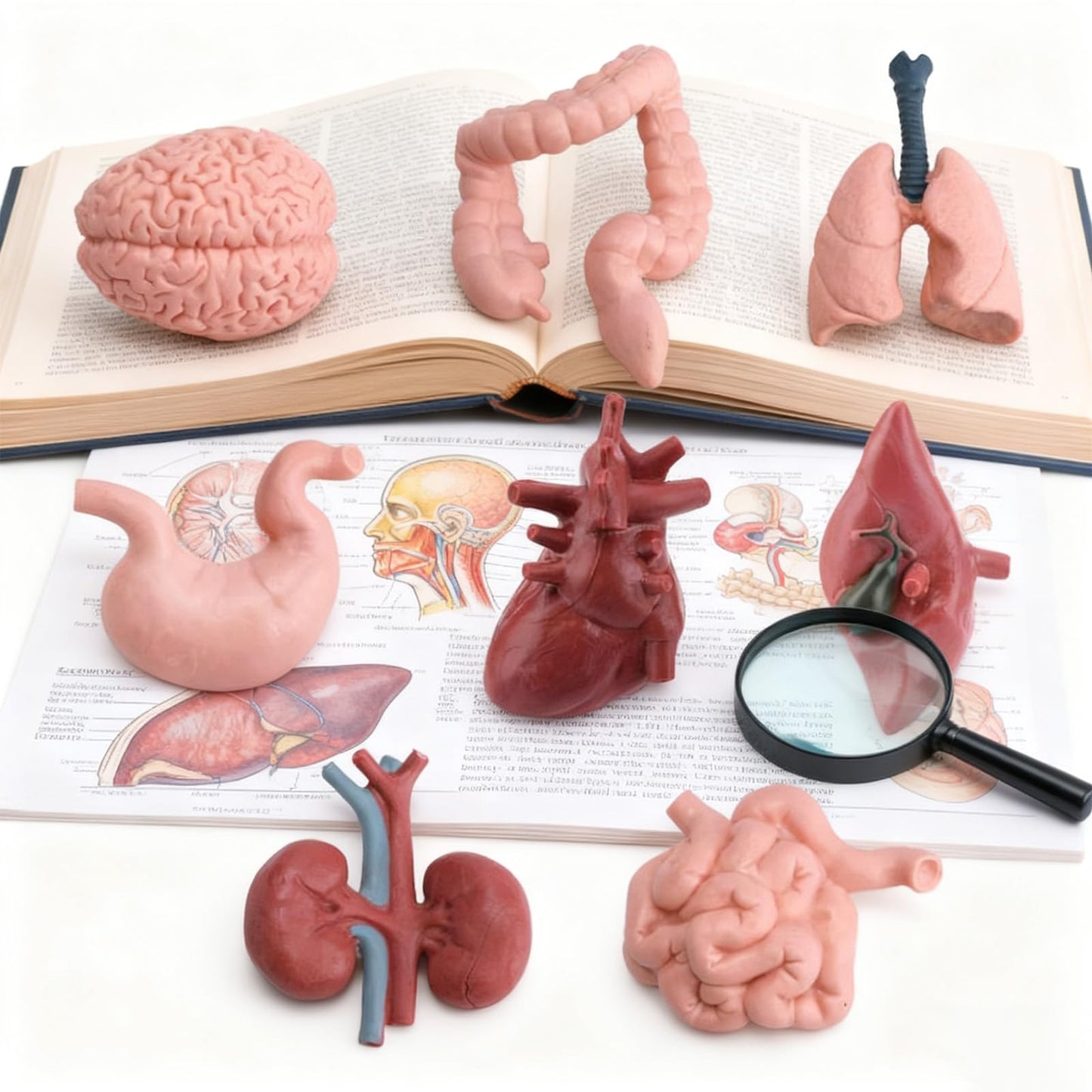 16PCS Mini Human Body Model,Miniatures Body Parts Anatomy Sets,3D Model Study Tools Kit for Anatomy Physiology Study Tools for Learning(2pcs per Model)