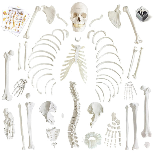 Human Model of Skeleton for Anatomy 67“ High with 200+ Bones Structures,Scientific Disarticulated Human Model of Skeleton Bundle for Anatomy, Bones, Articulated Hand & Foot