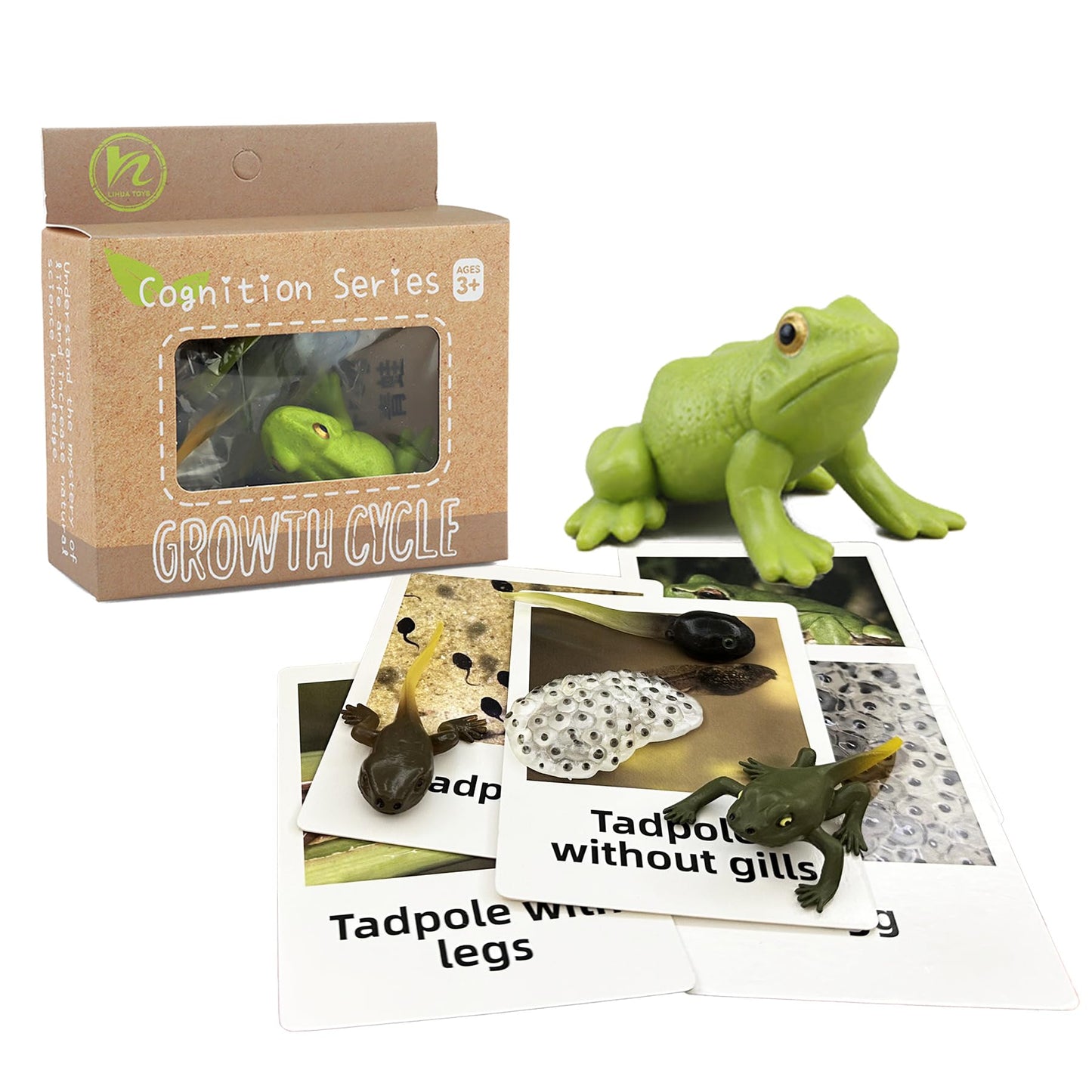 Mbrain5pcs Frog Growth Cycle with Flash Cards,Life Cycle Learning & Education Toys,Montessori Toys,Gift for Girl & Boy for 3 4 5 6 7 Year Old (Frog)
