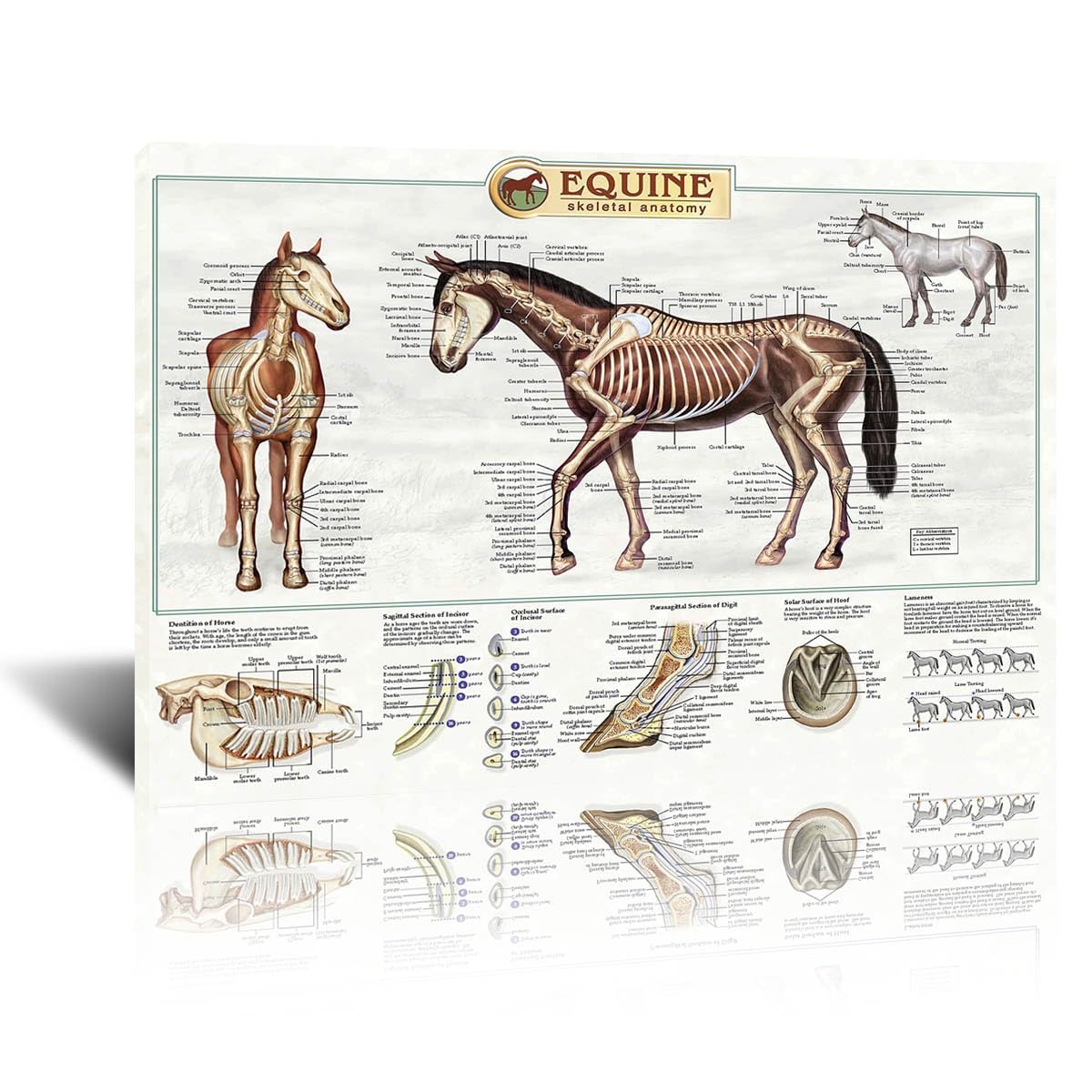 The anatomical structure of horse bones Posters Horse Knowledge Farm Club School Education Kitchen Home Wall Decoration Gift 16x24in Unframed