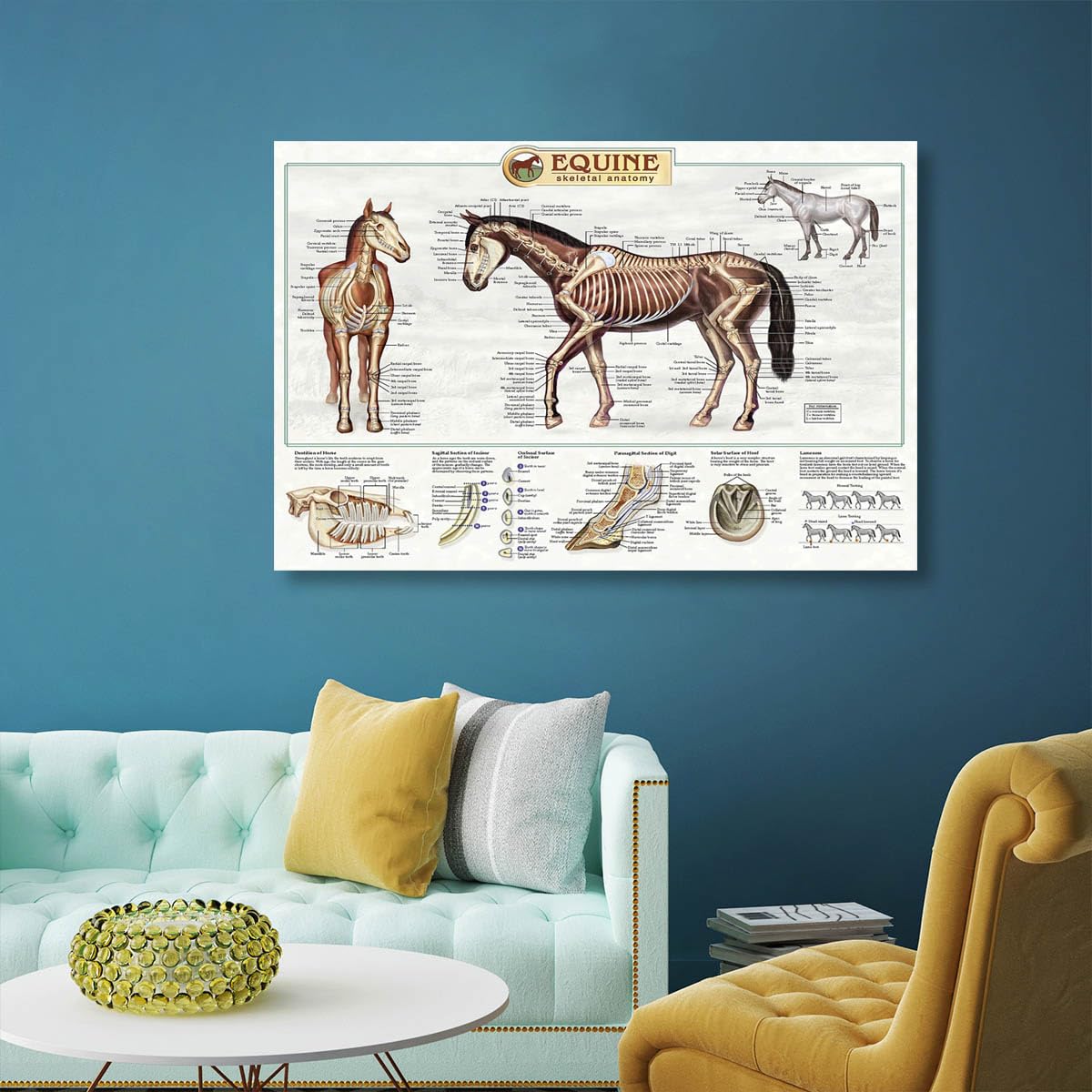 The anatomical structure of horse bones Posters Horse Knowledge Farm Club School Education Kitchen Home Wall Decoration Gift 16x24in Unframed