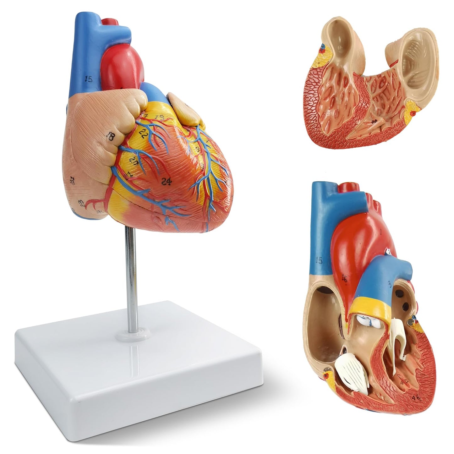 NEW HORIZON 2-Parts Life Size Human Heart Anatomical Model,48 Accurate Numbered Structures Cardiac,Anatomy Model,Number Manual,Magnets,Display Base,for Classroom Cardiology Resuscitation mannequins