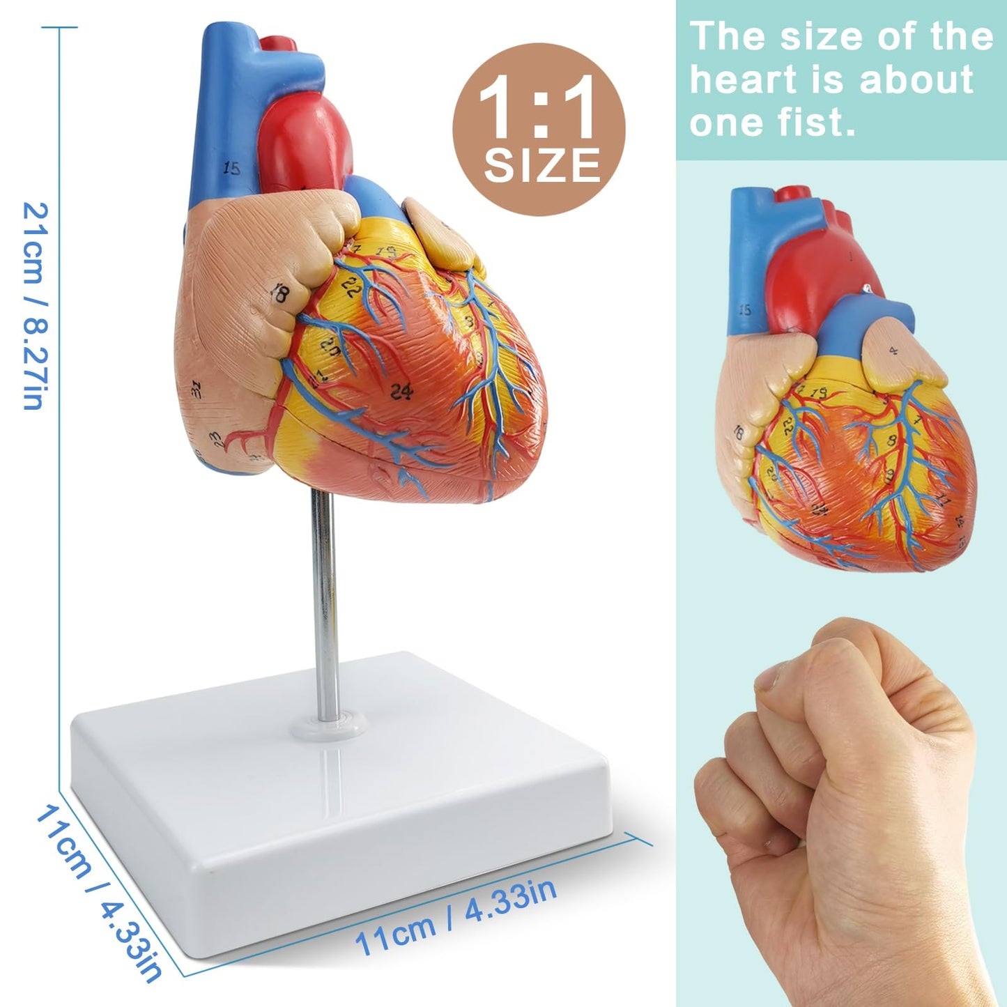 NEW HORIZON 2-Parts Life Size Human Heart Anatomical Model,48 Accurate Numbered Structures Cardiac,Anatomy Model,Number Manual,Magnets,Display Base,for Classroom Cardiology Resuscitation mannequins