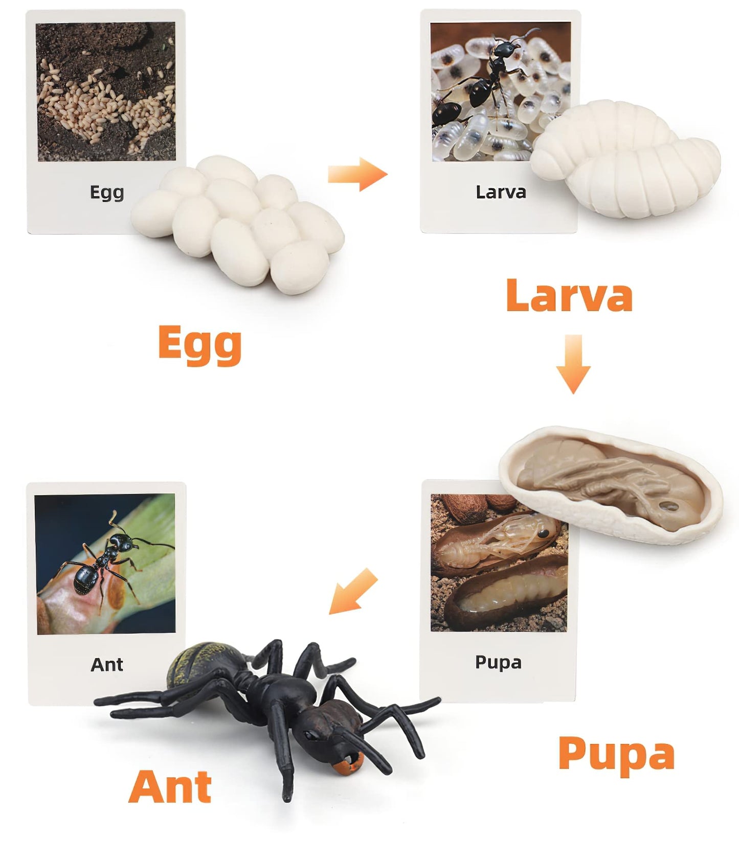 MIKNEKE Montessori Life Cycle Animal Figurines Learning & Education Toys, Plastic Insect Life Cycle Toys for Kids, Preschool Learning Activities for Toddlers (Plant Bee Ant)
