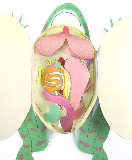 NewPath Learning Frog Dissection 3-D Paper Model Making Kit, Set/5 Full-Color, Paper Model Templates & Teacher Guide (24-7722)