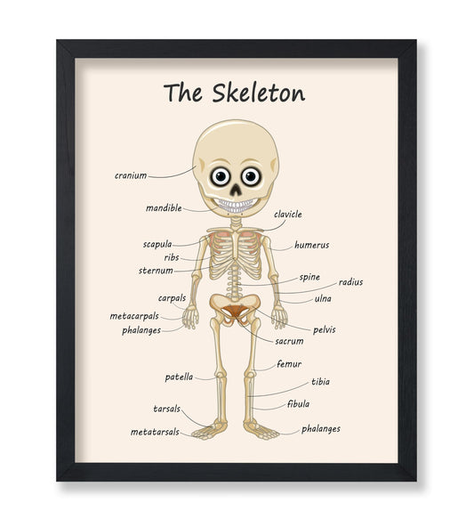 Poster Master The Skeleton Poster - Human Skeleton Print - Learning Materials Art - Science Art - Gift for Students & Teacher - Fun Decor for Classroom, Library or Nursery - 8x10 UNFRAMED Wall Art