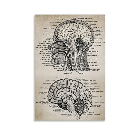 CYPGTBCK Vintage Brain Anatomy Poster Brain Knowledge Canvas Art Poster And Wall Art Picture Print Modern Family Bedroom Decor Posters 16x24inch(40x60cm)