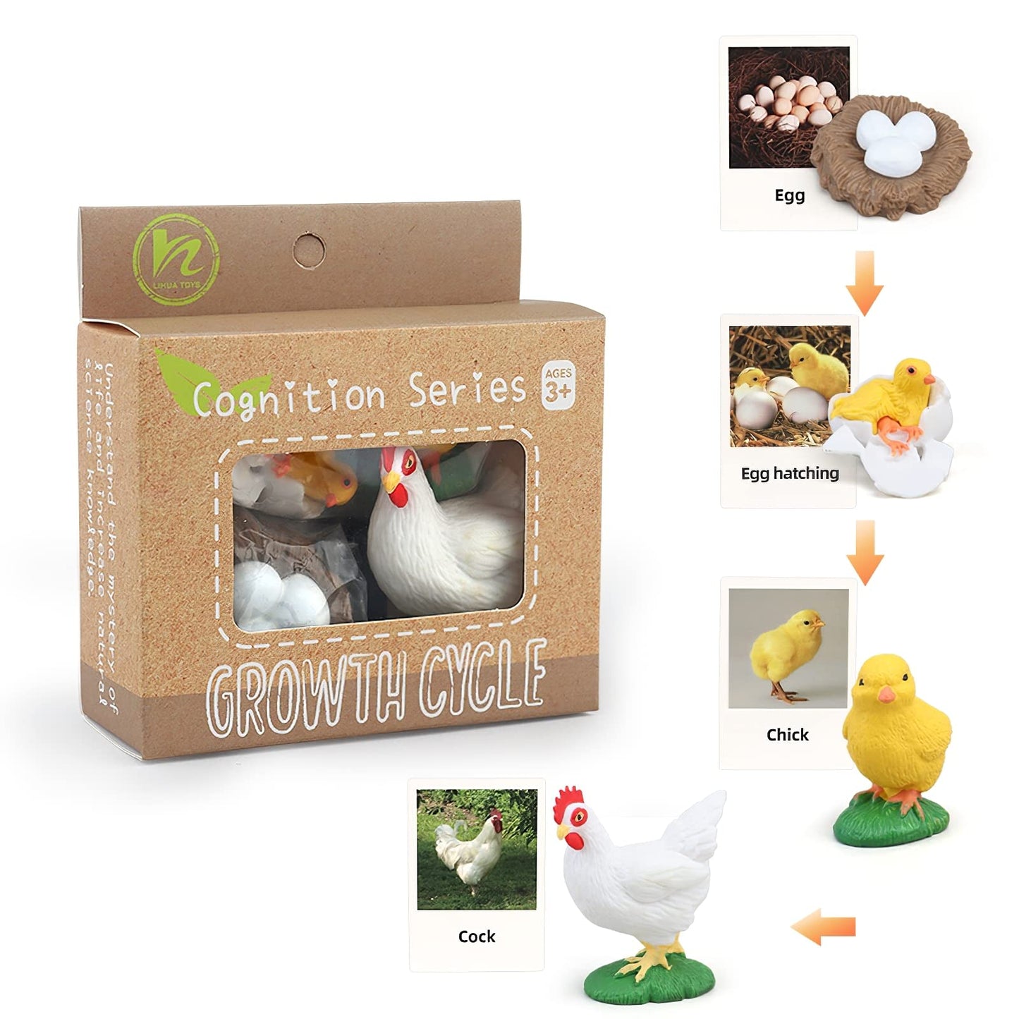 MIKNEKE Montessori Chicken Life Cycle with Flash Cards, Realistic Animal Figurines Toy, Animal Educational Matching Game for 3+ Year Old Toddlers Kids (Cock)