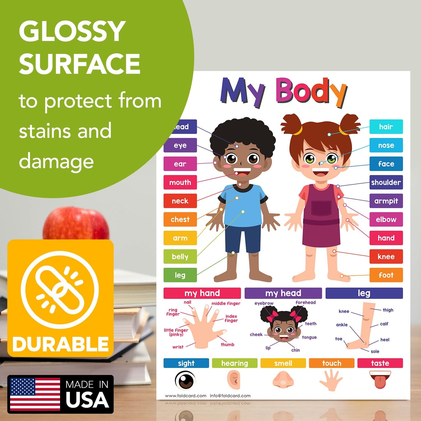 Educational Charts for Preschool to Grade 1 – Bright and Colorful Educational Visual / Learning Aid Wall Art Poster for Classroom or Home | Glossy Durable Cardstock | 8.5" x 11" | 5 per Pack (My Body)