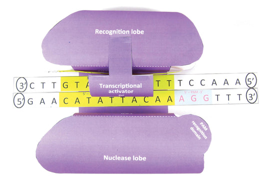 CRISPR 3-D Paper Model Making Kit - Individual Student Edition (17-7717)