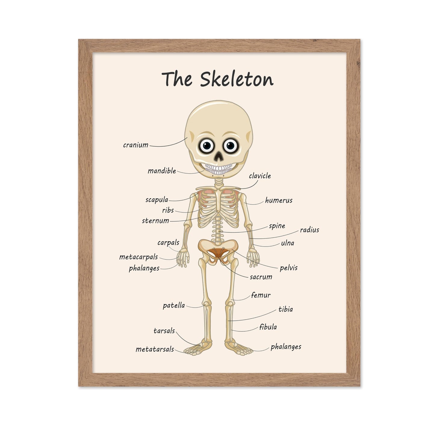 Poster Master The Skeleton Poster - Human Skeleton Print - Learning Materials Art - Science Art - Gift for Students & Teacher - Fun Decor for Classroom, Library or Nursery, 11x14 Beige Framed