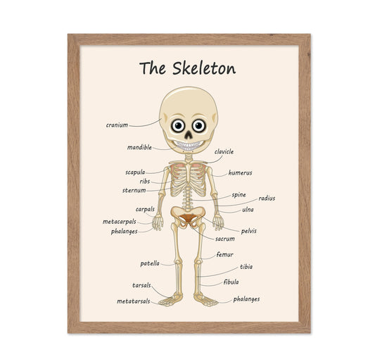 Poster Master The Skeleton Poster - Human Skeleton Print - Learning Materials Art - Science Art - Gift for Students & Teacher - Fun Decor for Classroom, Library or Nursery, 11x14 Beige Framed