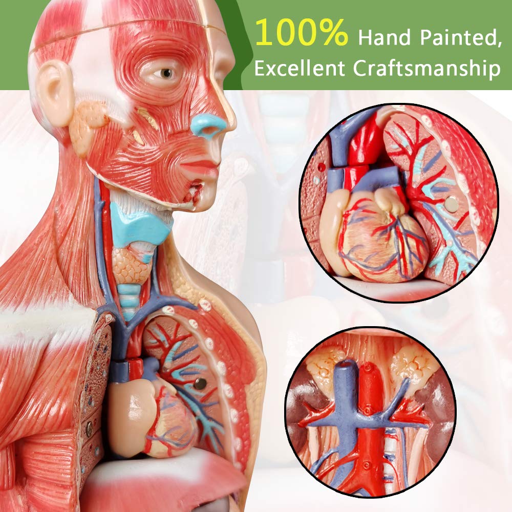 Human Skeleton Model,Skull Model,Heart Models-Best Anatomy Model Bundle Set of 3 Hands-on 3D Model Study Tools for Medical Student or as Educational Kit for Kids