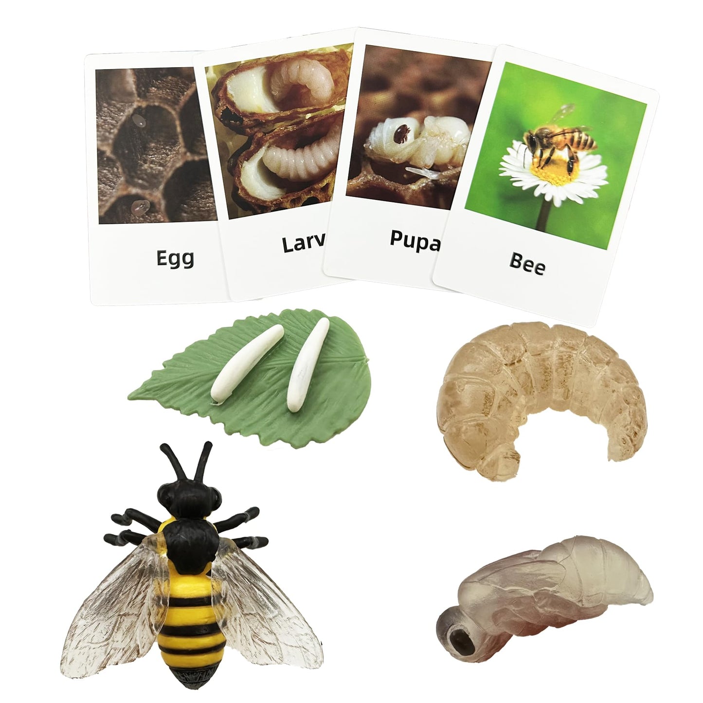 Mbrain 4pcs Bee Growth Cycle with Flash Cards,Life Cycle Learning & Education Toys,Montessori Toys,Gift for Girl & Boy for 3 4 5 6 7 Year Old (Bee)